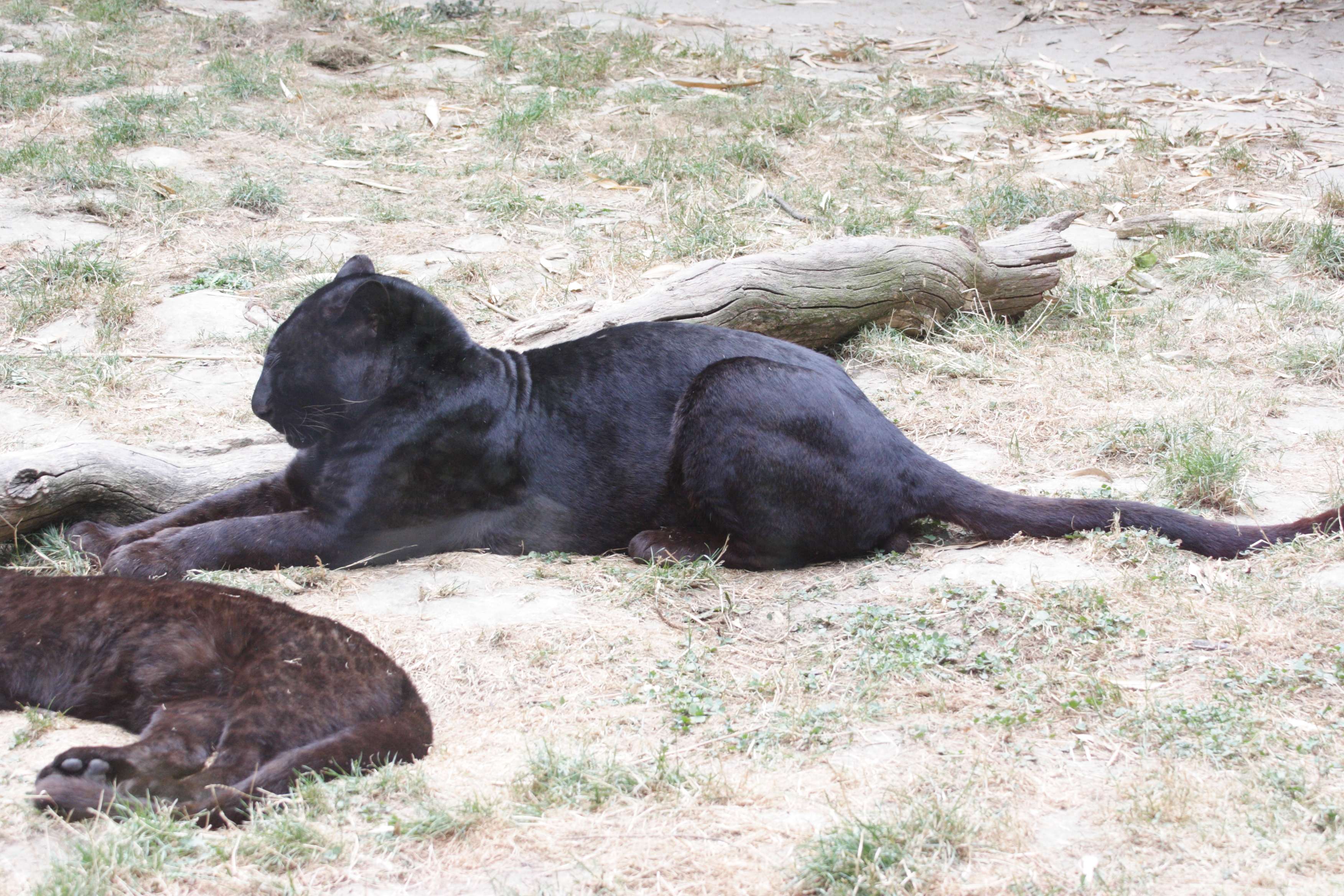 panthera_pardus_noire1md