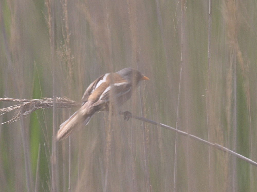 panure_a_moustaches_-_panurus_biarmicus1bd