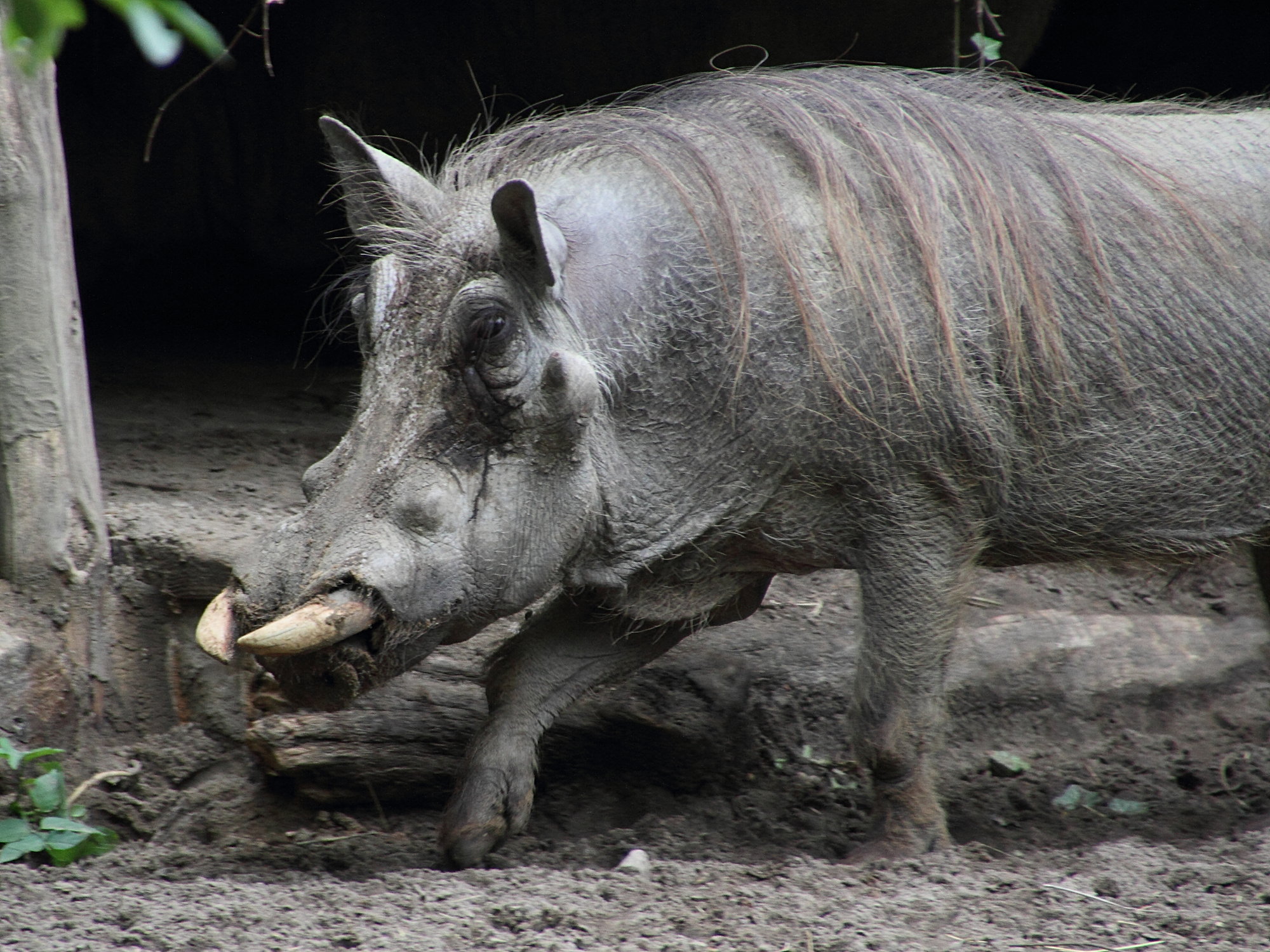 phacochoerus_africanus2md