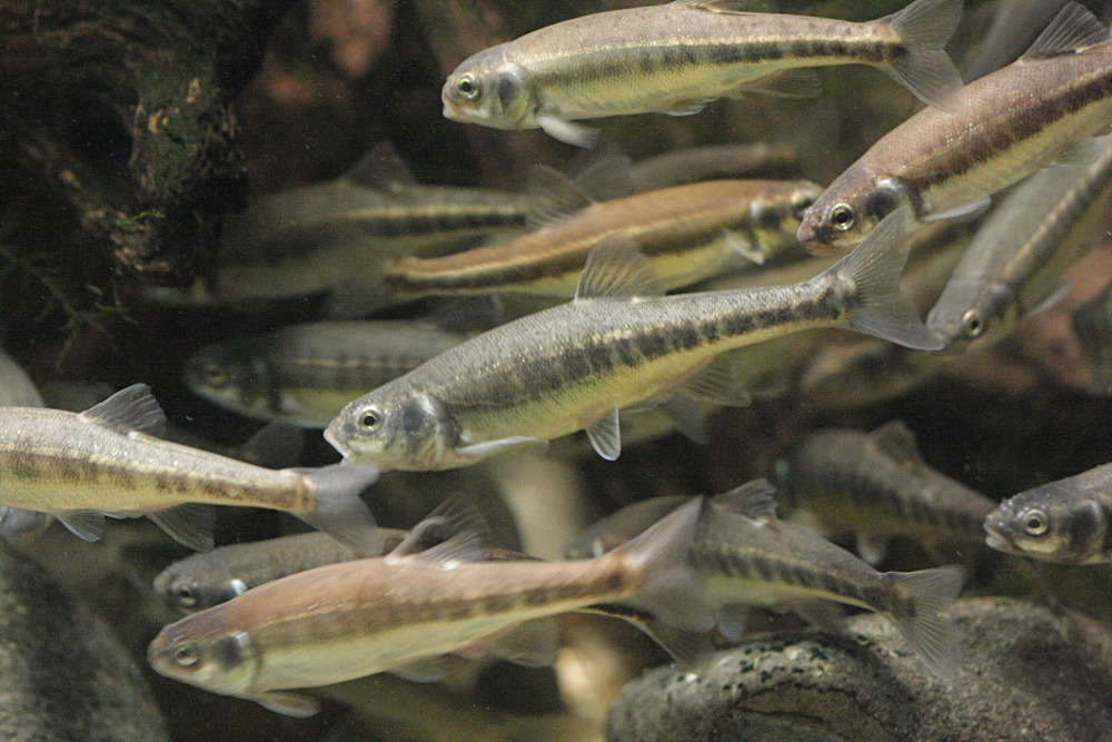 phoxinus_phoxinus1bbd