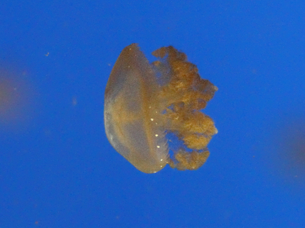 phyllorhiza_punctata1bd