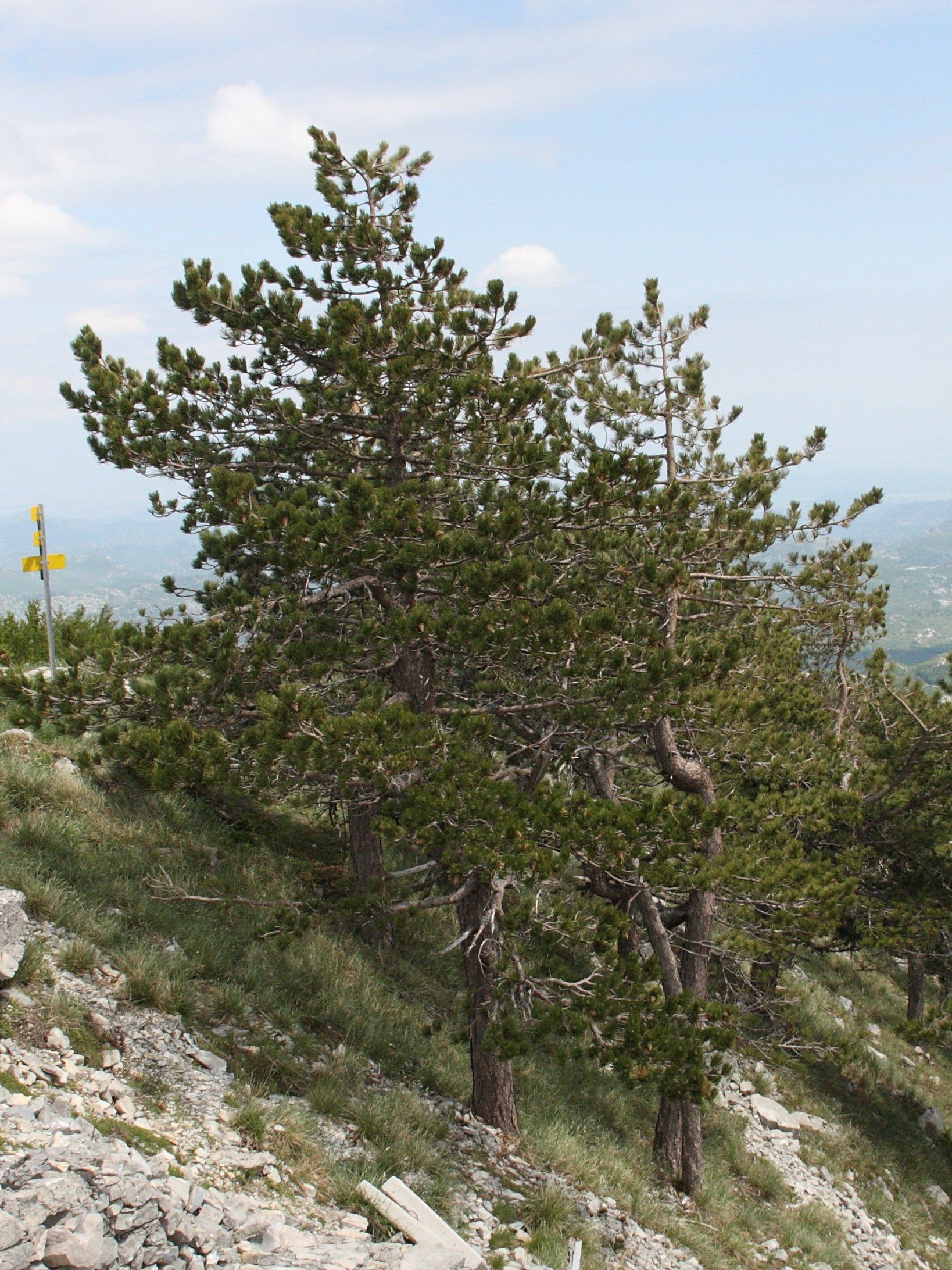 pinus_heldreichii4bd