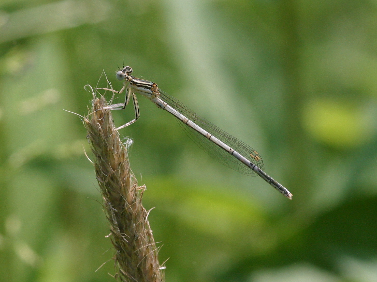platycnemis_pennipes1bd