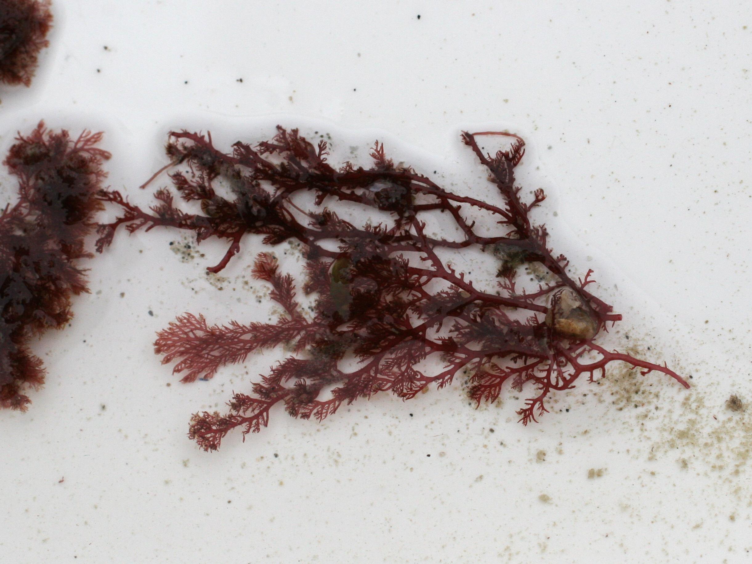 Plocamium_cartilagineum