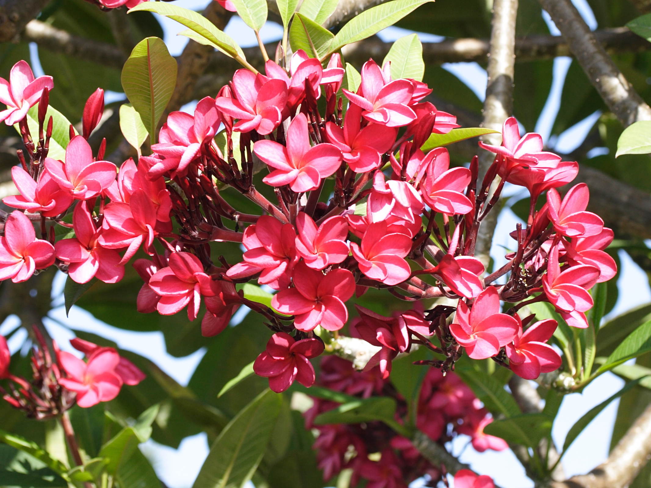 plumeria_rubra1md
