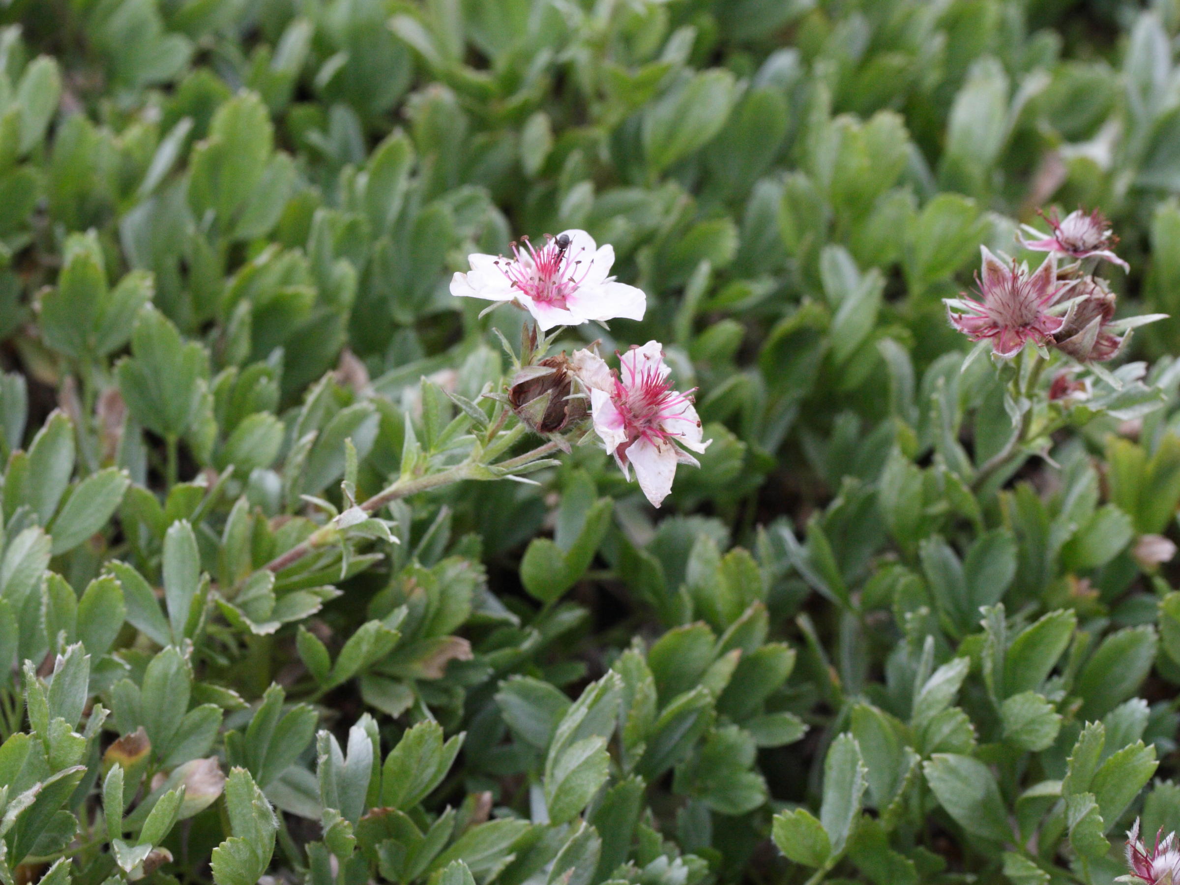 potentilla_nitida1md