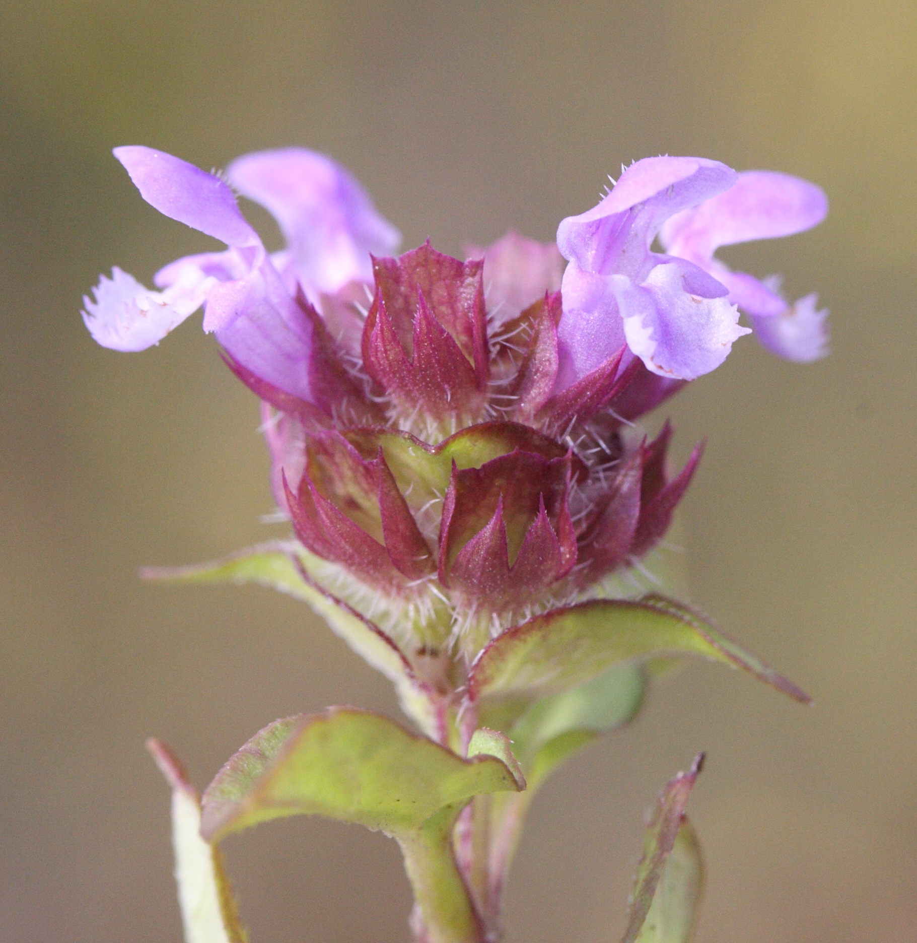 prunella_vulgaris5md