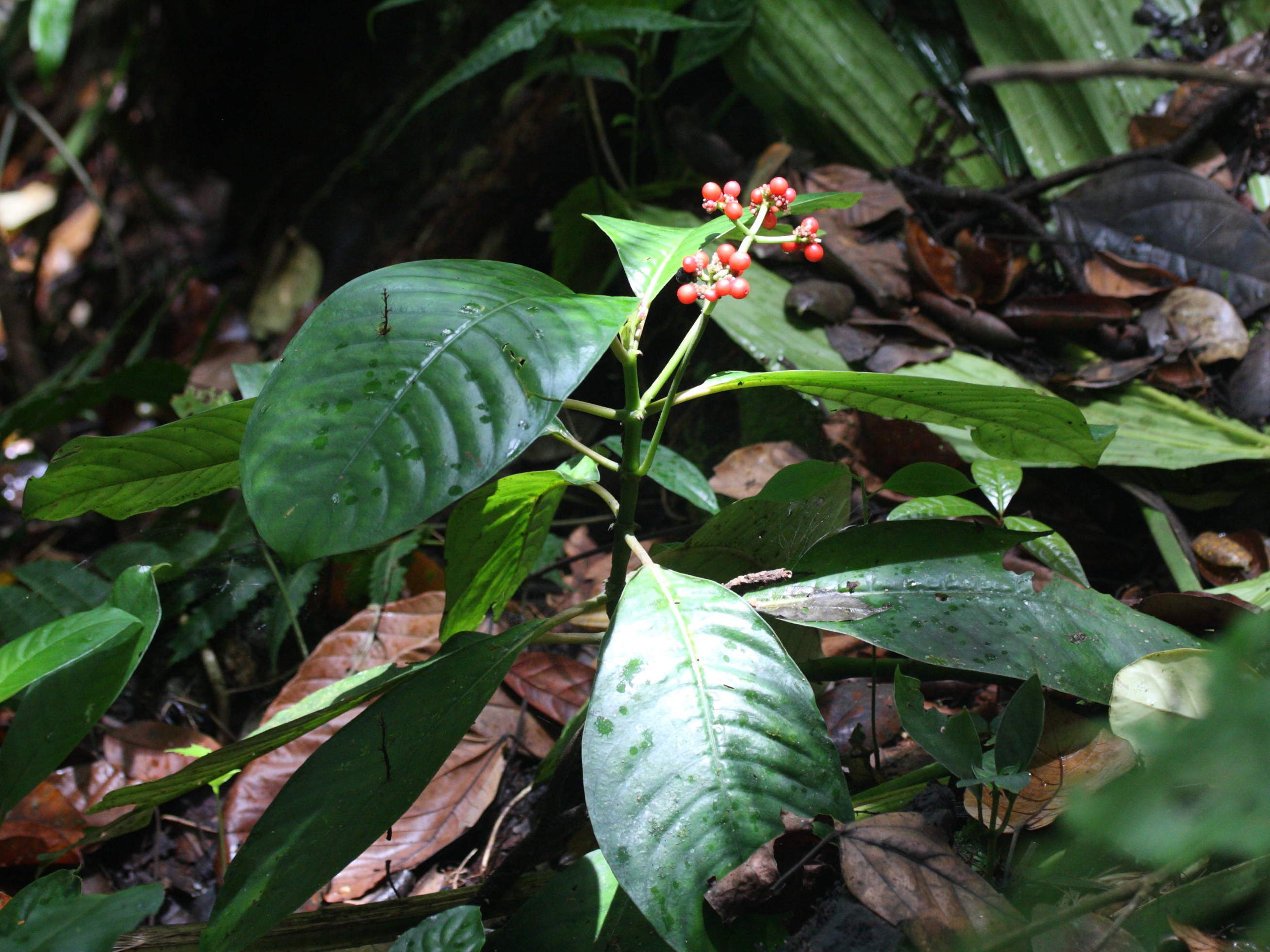 psychotria_uliginosa4md