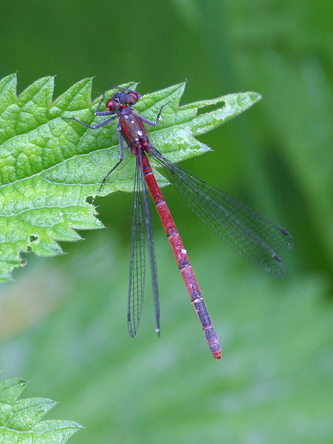 Afficher le média pyrrhosoma_nymphula4md pyrrhosoma_nymphula4md