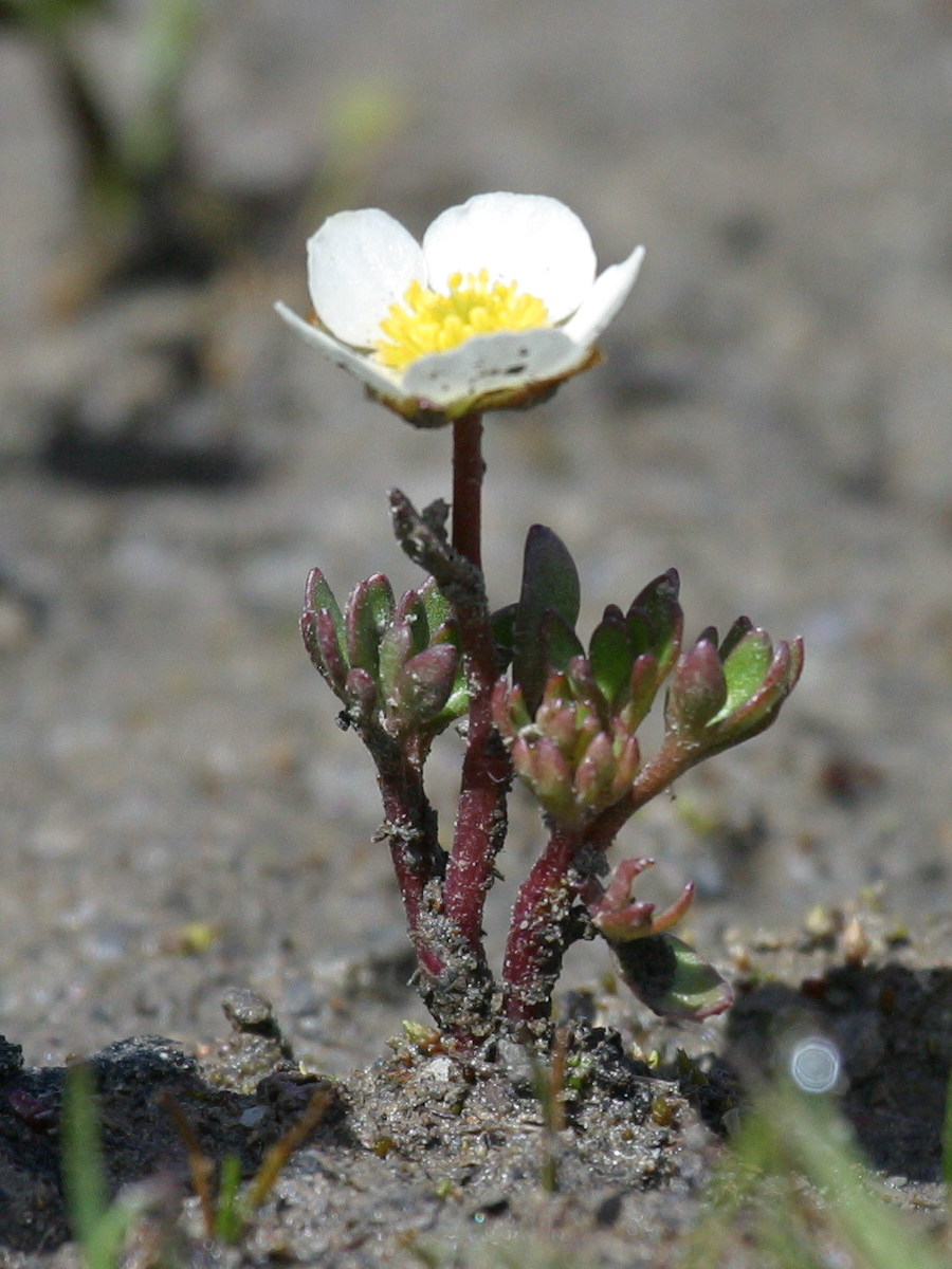 ranunculus_glacialis1bd