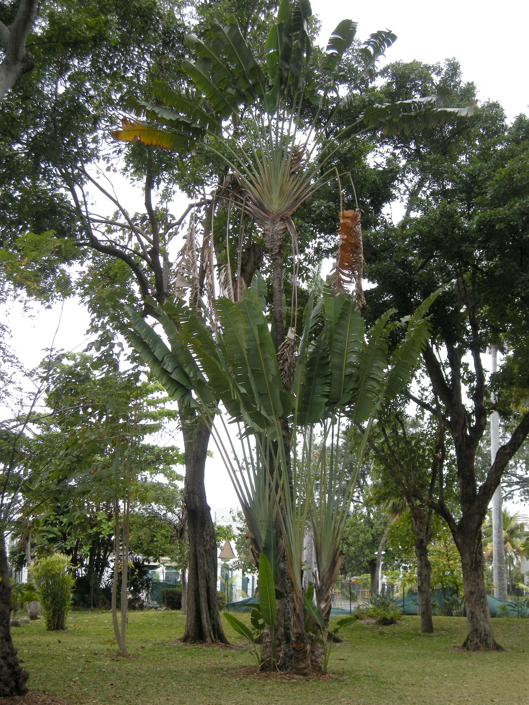 ravenala_madagascariensis4md