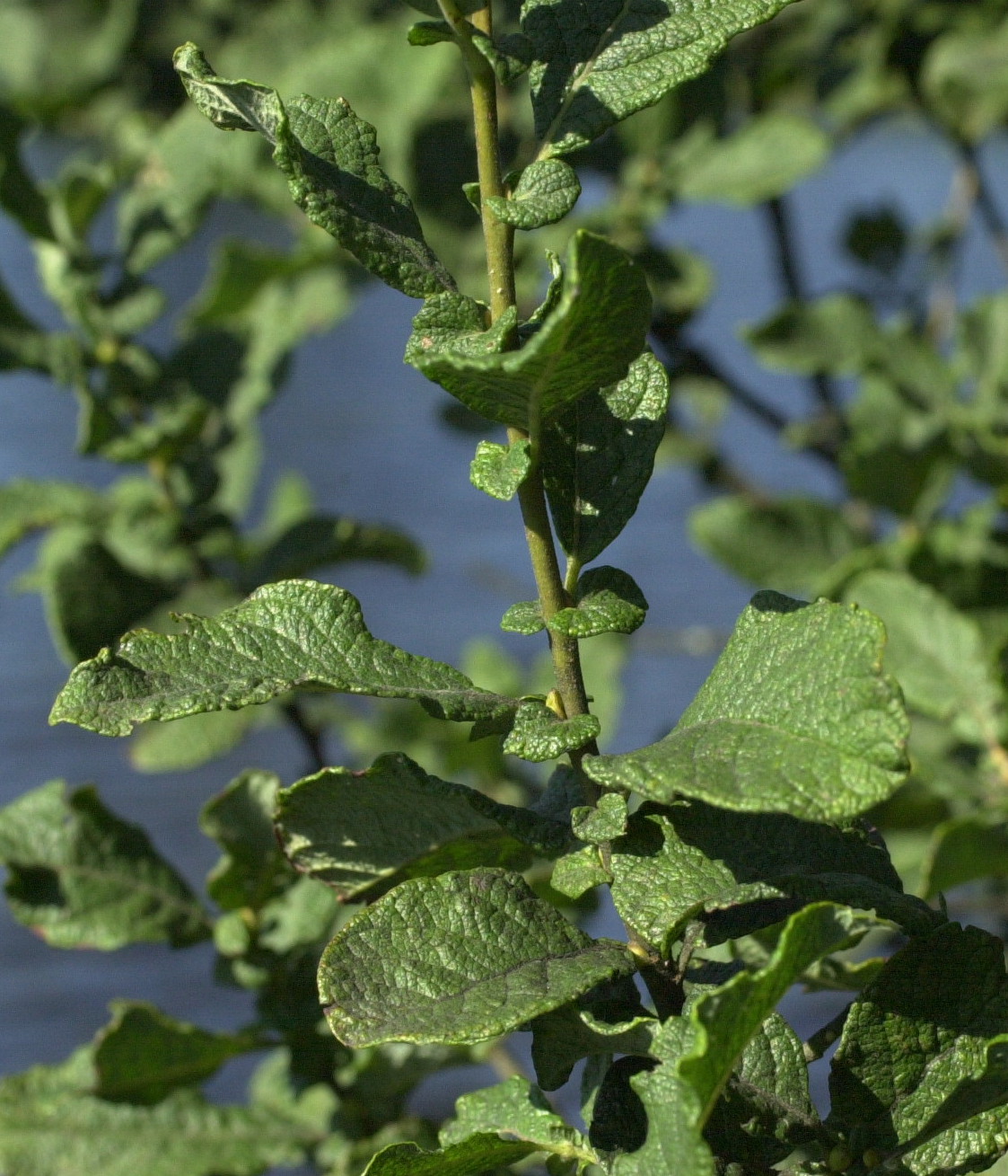 Afficher le média salix_aurita2md salix_aurita2md
