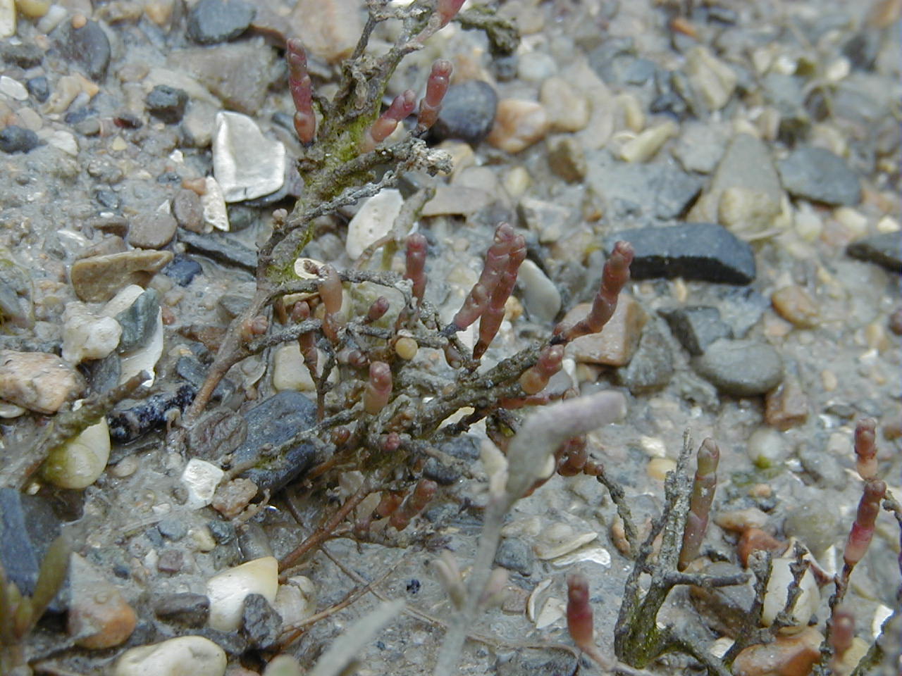 Sarcocornia_perennis