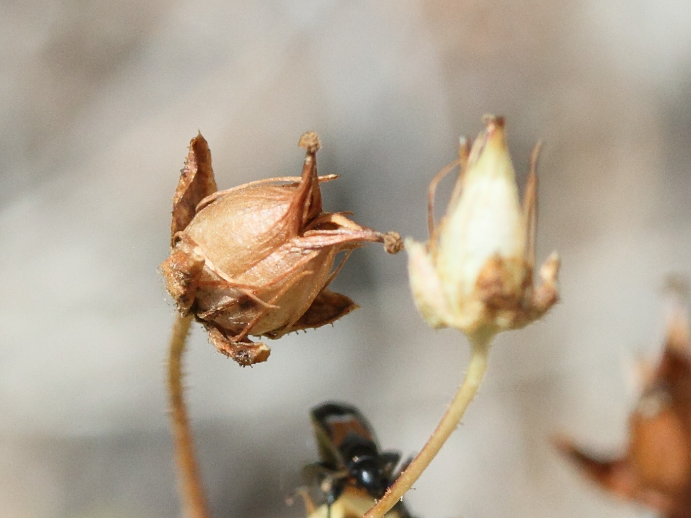 Afficher le média saxifraga_aspera3md saxifraga_aspera3md