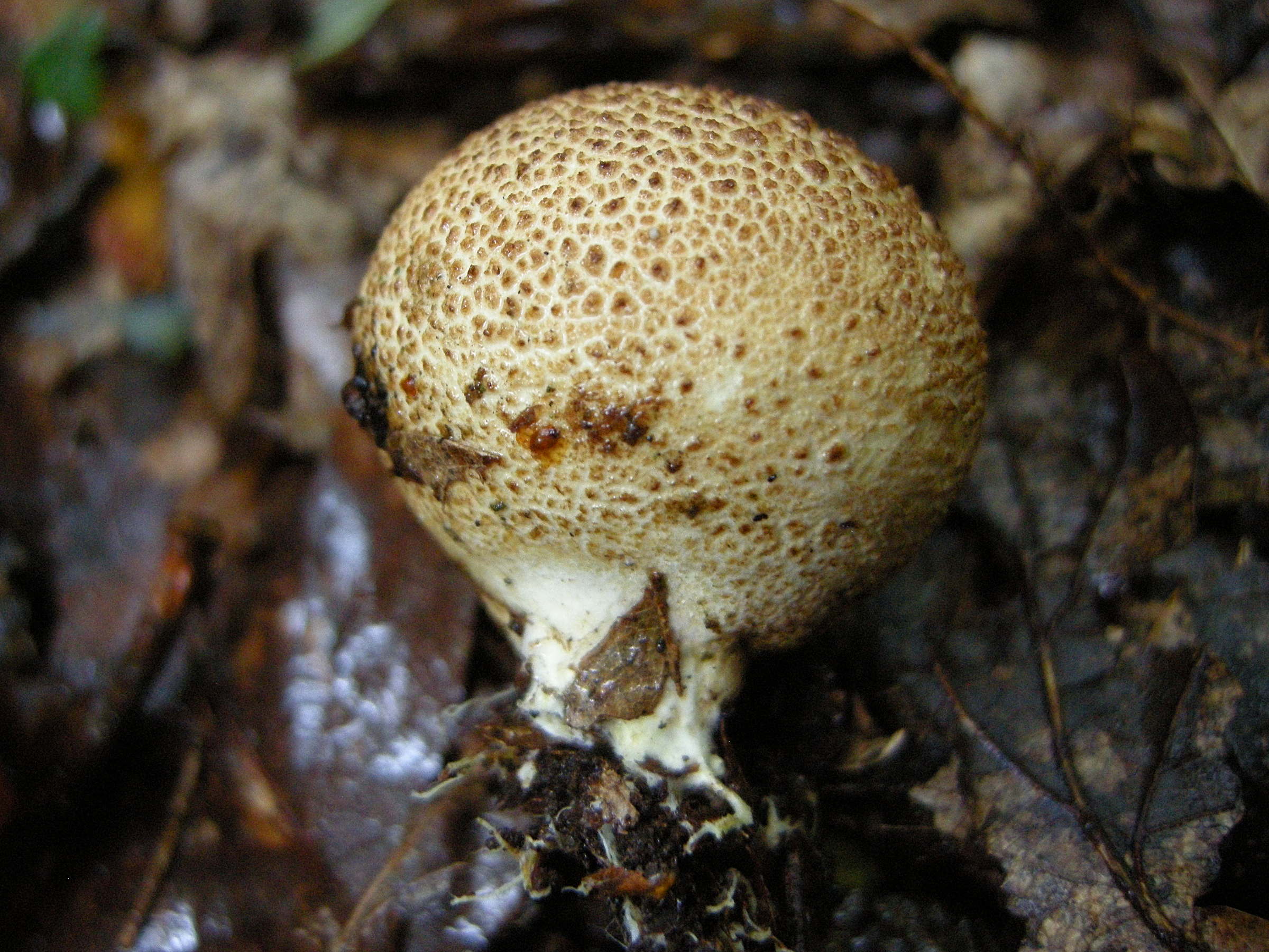 Afficher le média scleroderma_citrinum3md scleroderma_citrinum3md