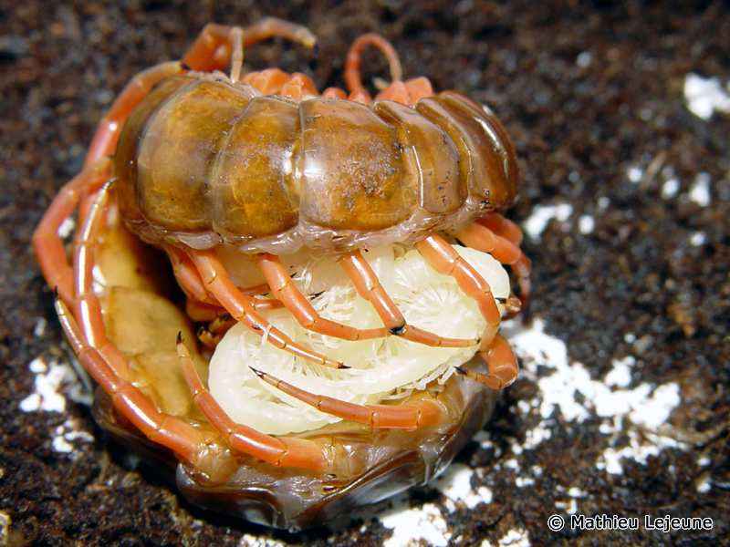 scolopendra_subspinipes5ml