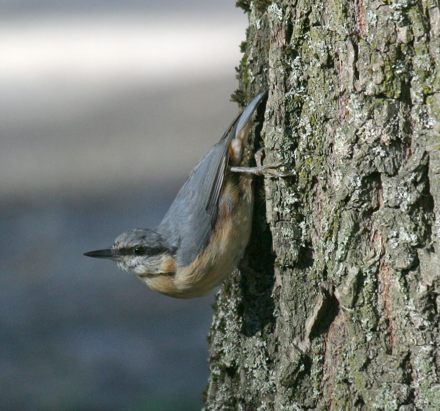 sittelle_torchepot_-_sitta_europaea7bd