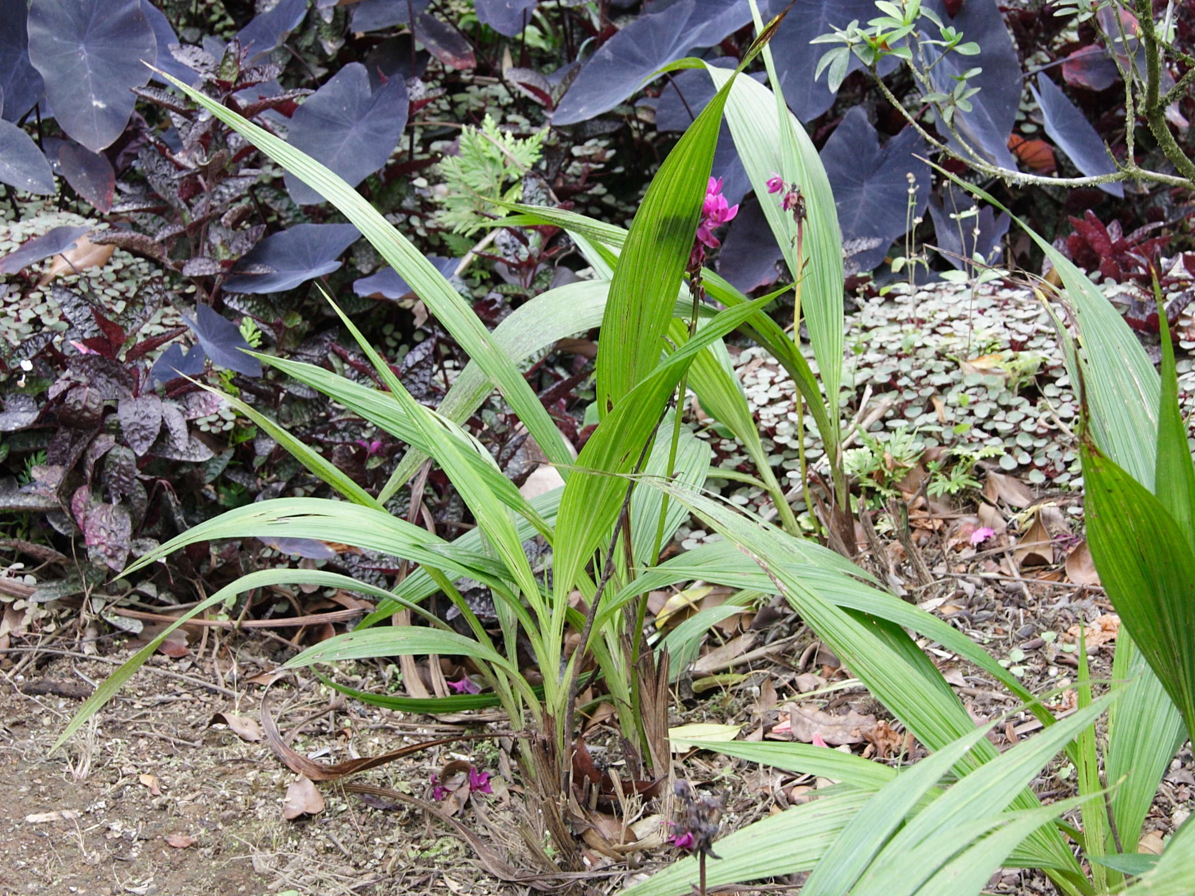 Afficher le média spathoglottis_unguiculata1md spathoglottis_unguiculata1md