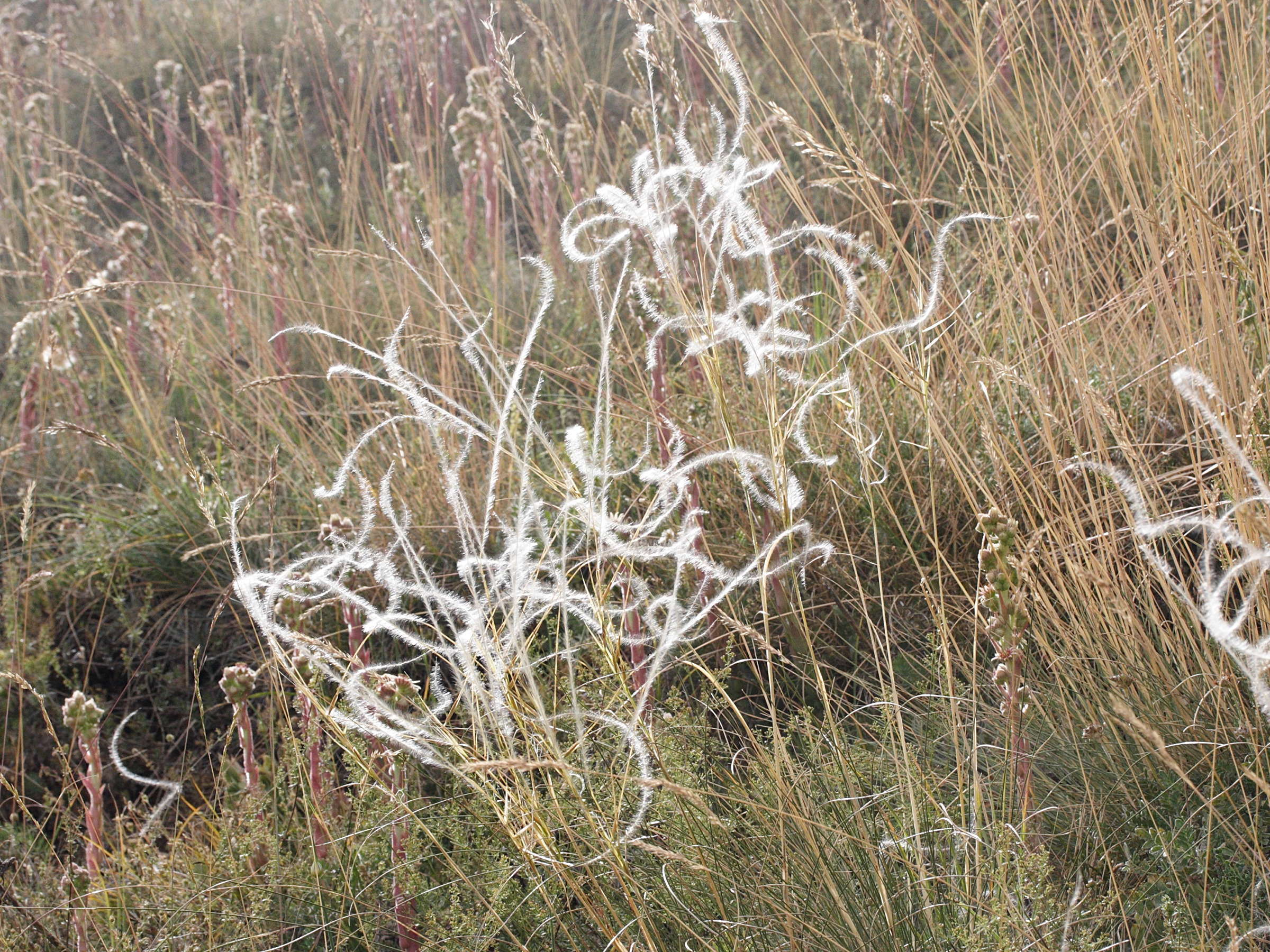 stipa_pennata4md
