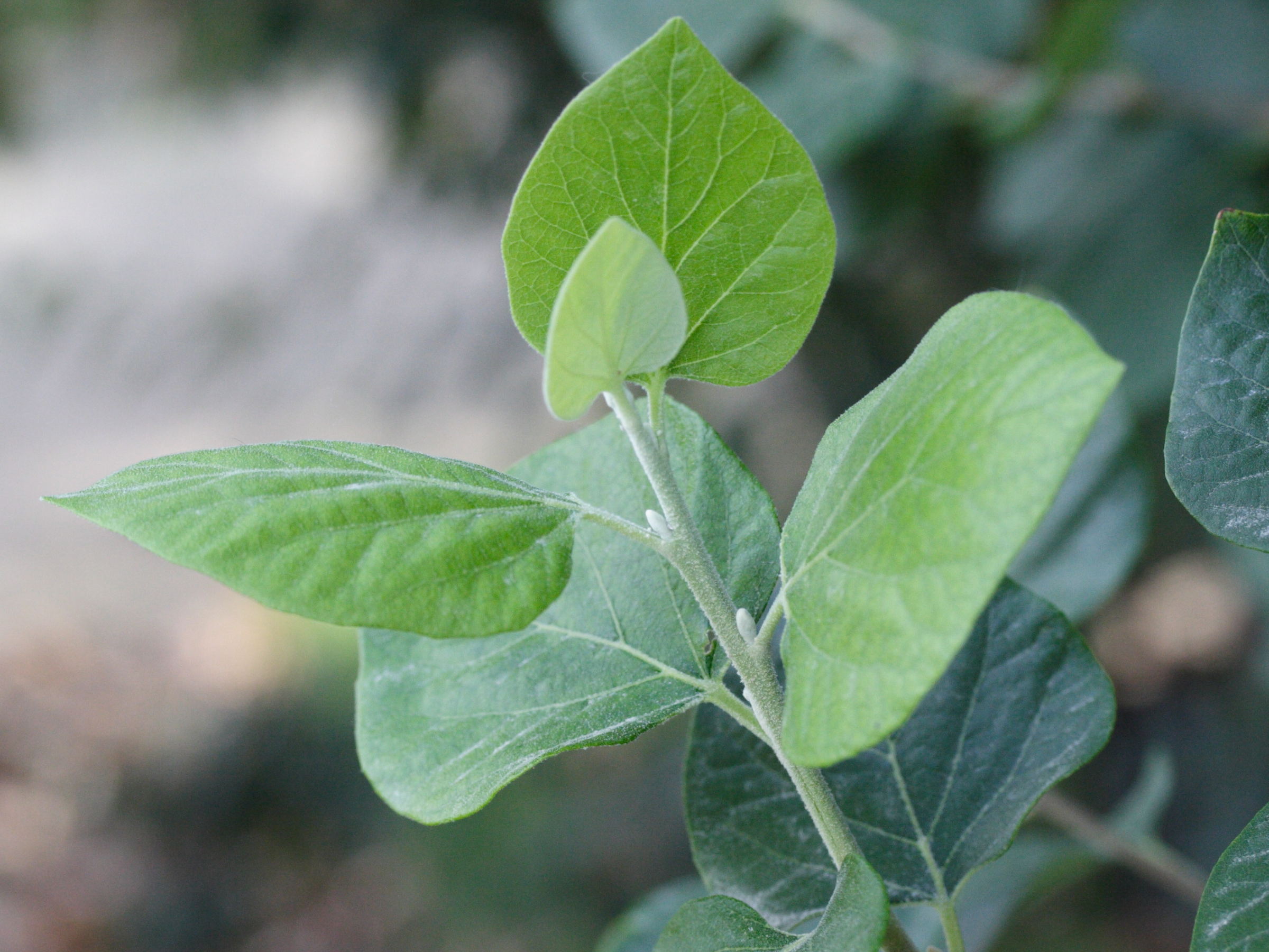 styrax_officinalis3md