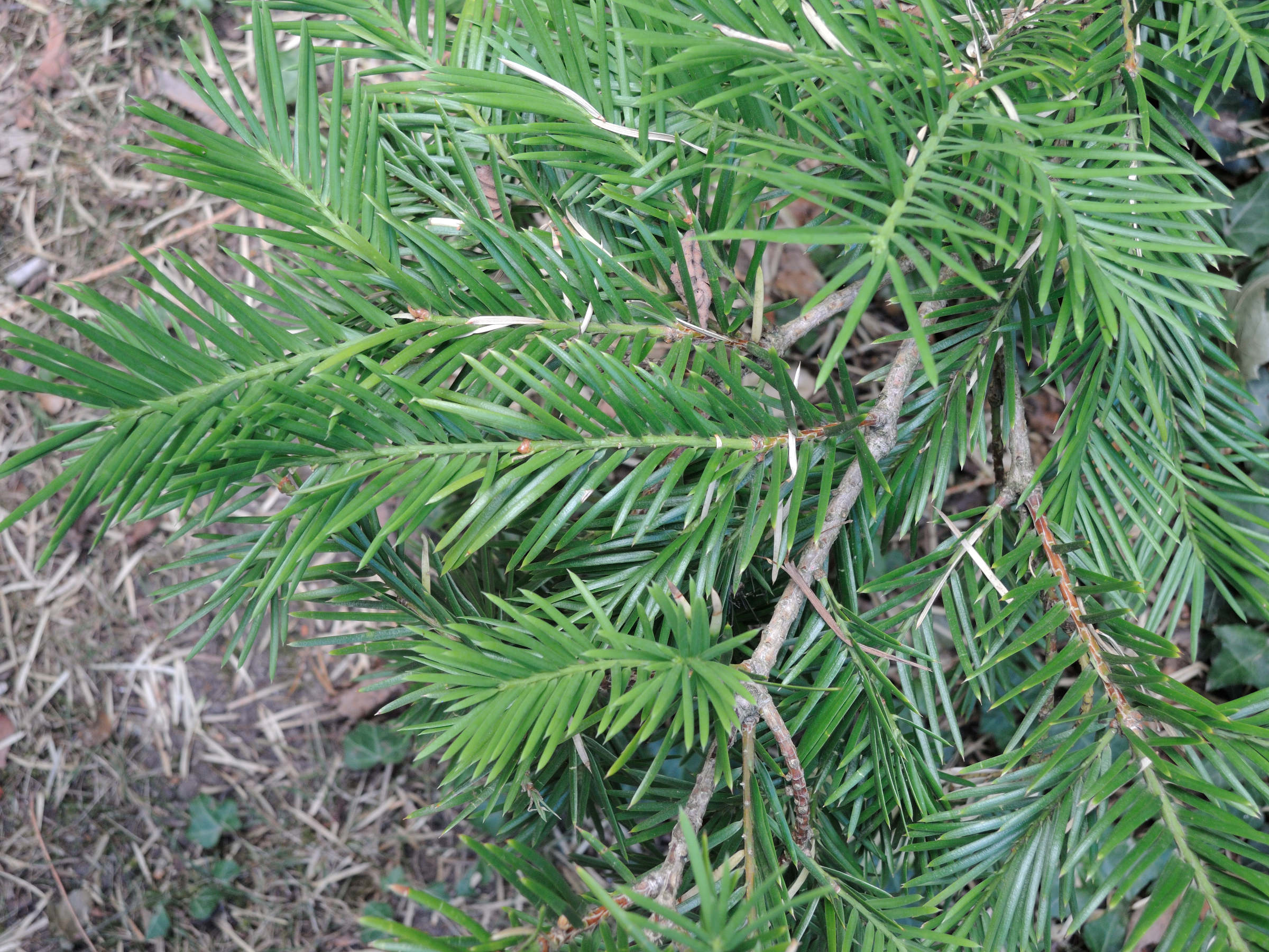 torreya_californica2md