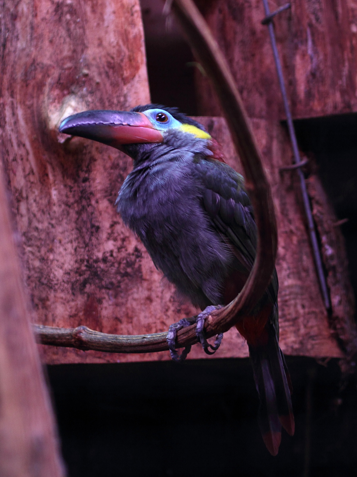 toucanet_koulik_-_selenidera_piperivora2bd