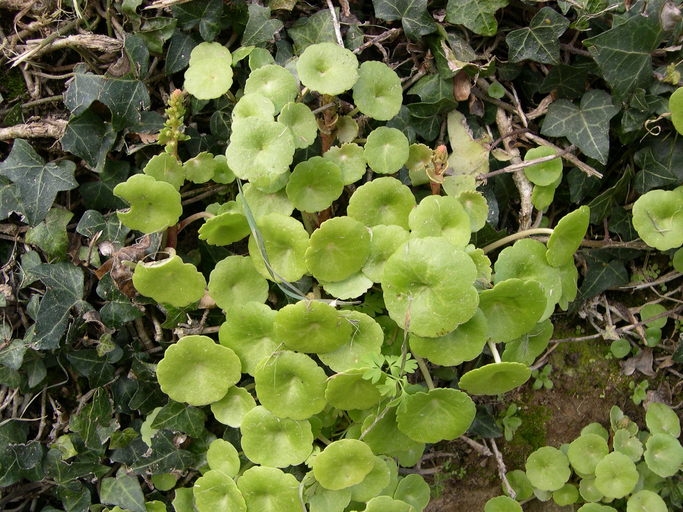 umbilicus_rupestris2md