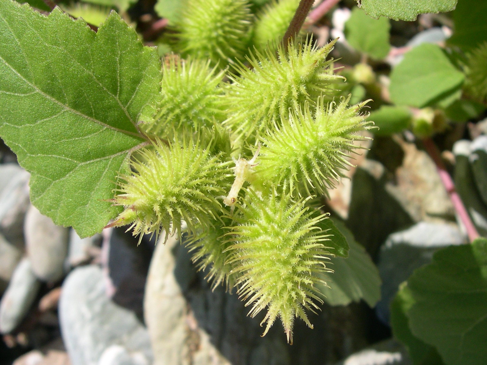 Afficher le média xanthium_italicum5md xanthium_italicum5md