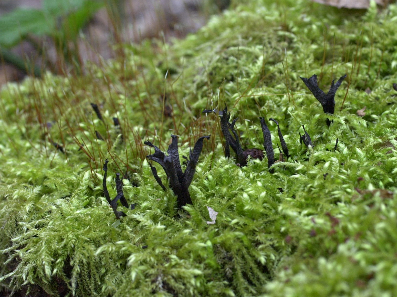 xylaria_hypoxylon2md