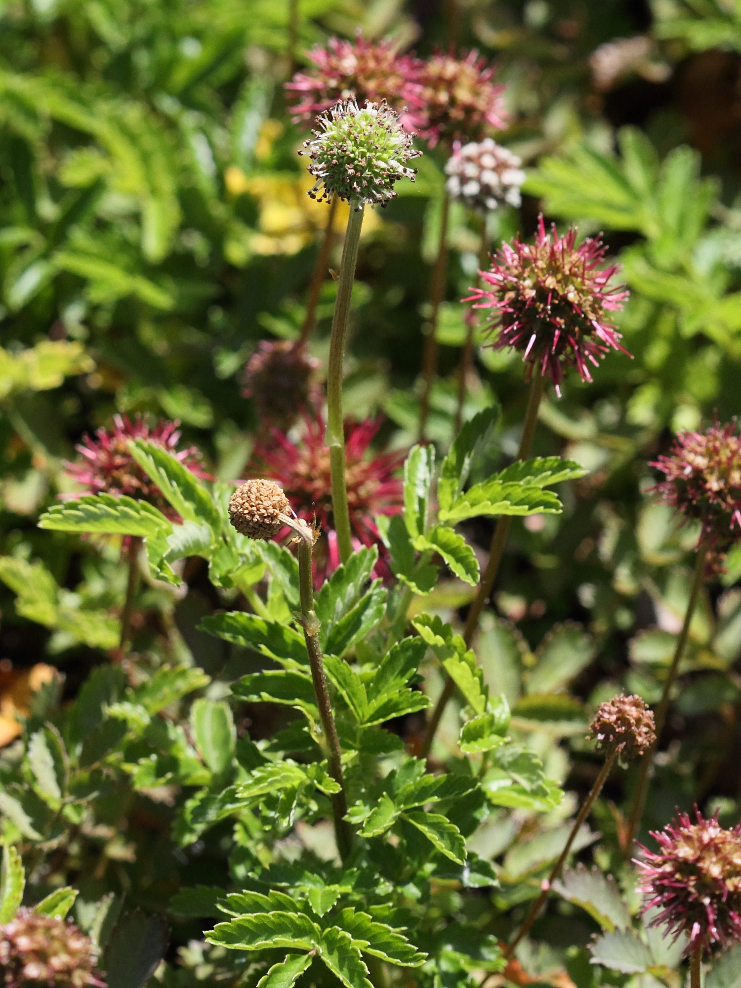 acaena_novae-zelandiae1bd