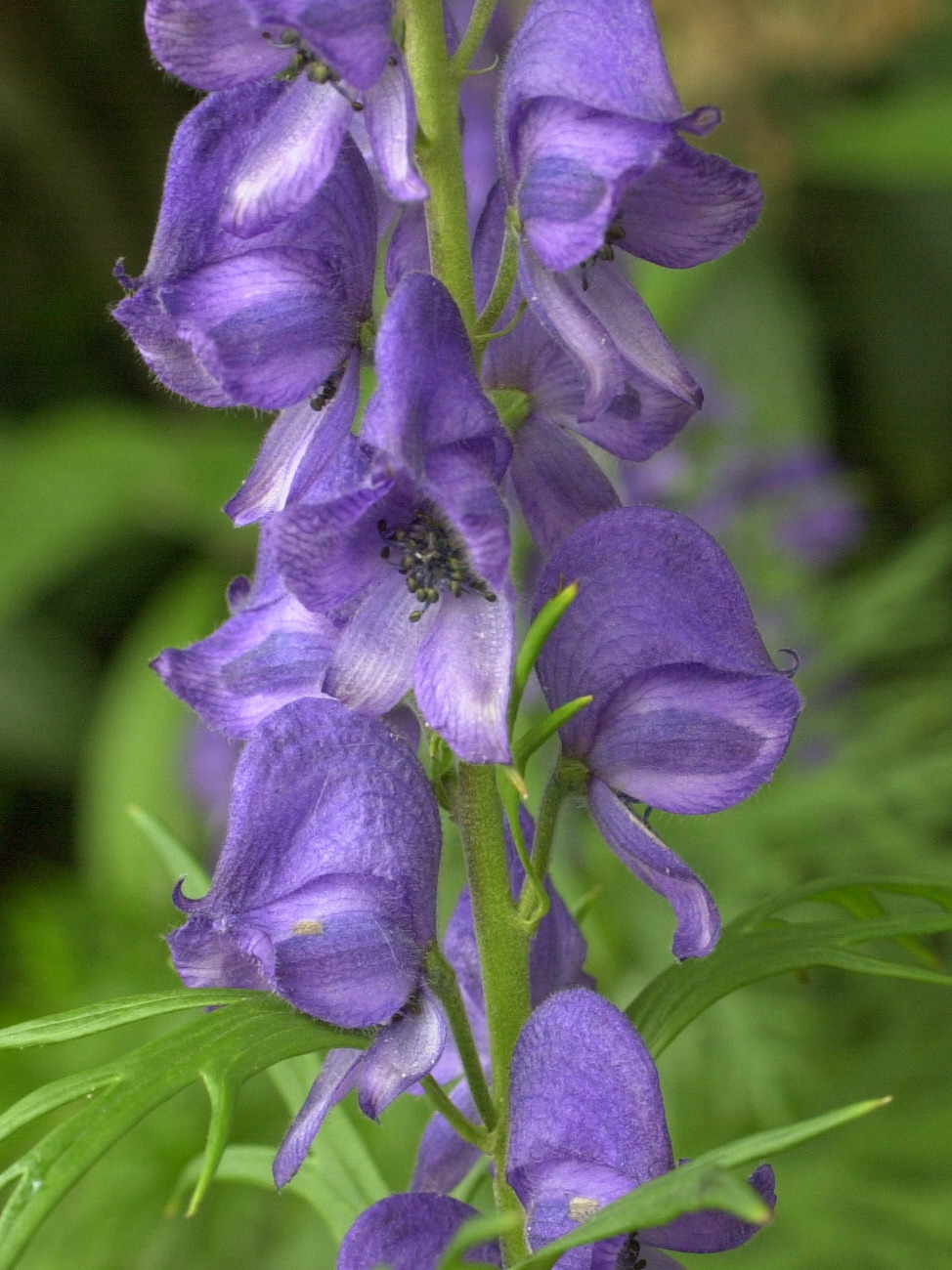 Afficher le média aconitum_napellus2md aconitum_napellus2md