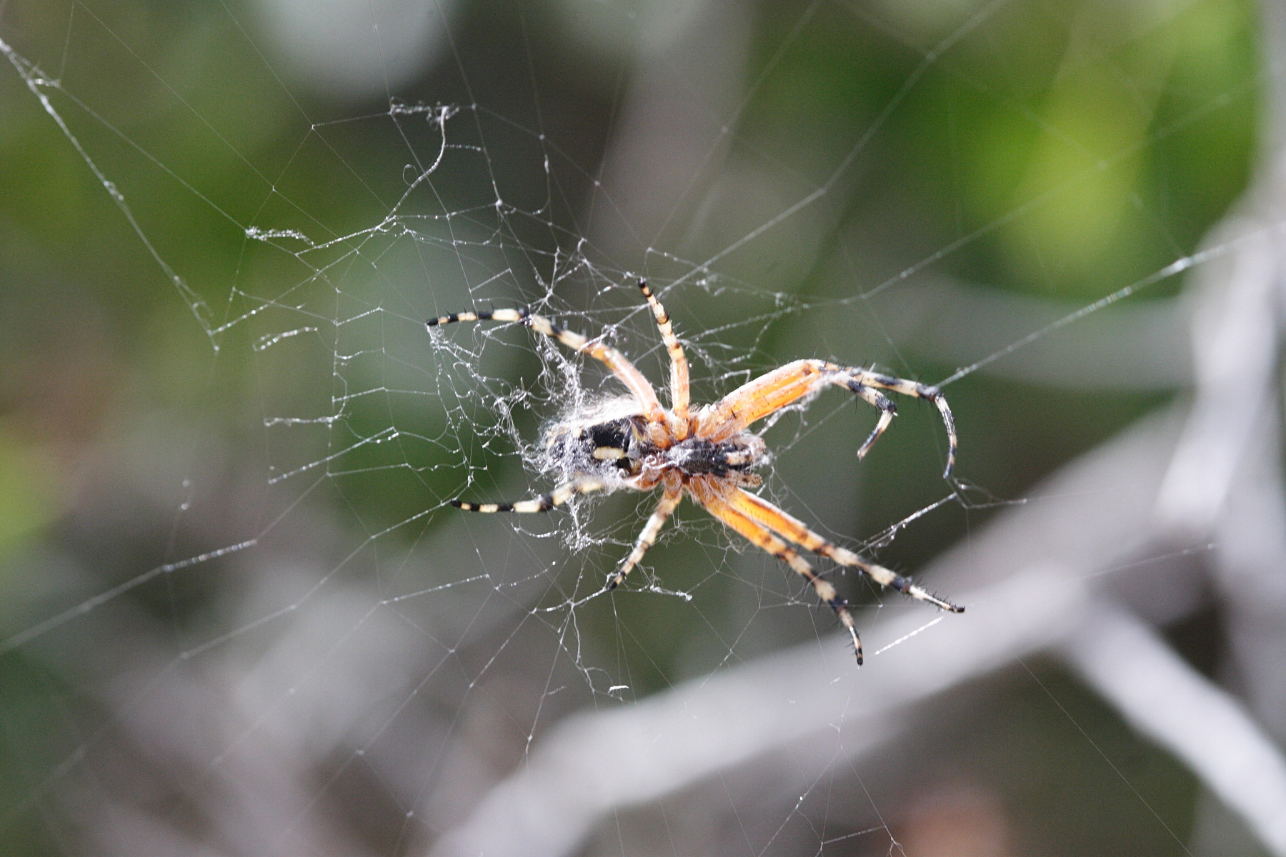 aculepeira_armida4md