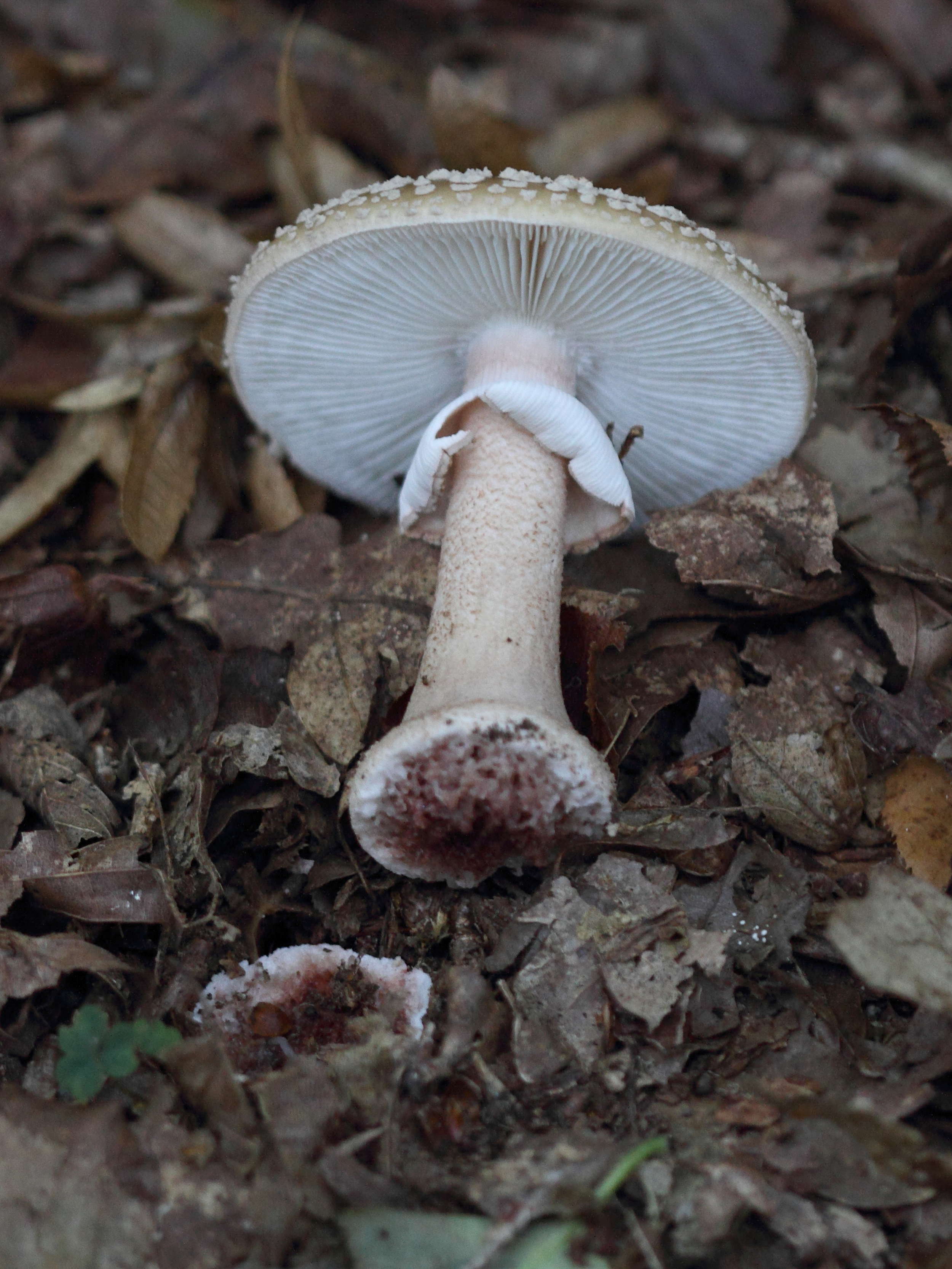 Afficher le média amanita_rubescens2bd amanita_rubescens2bd