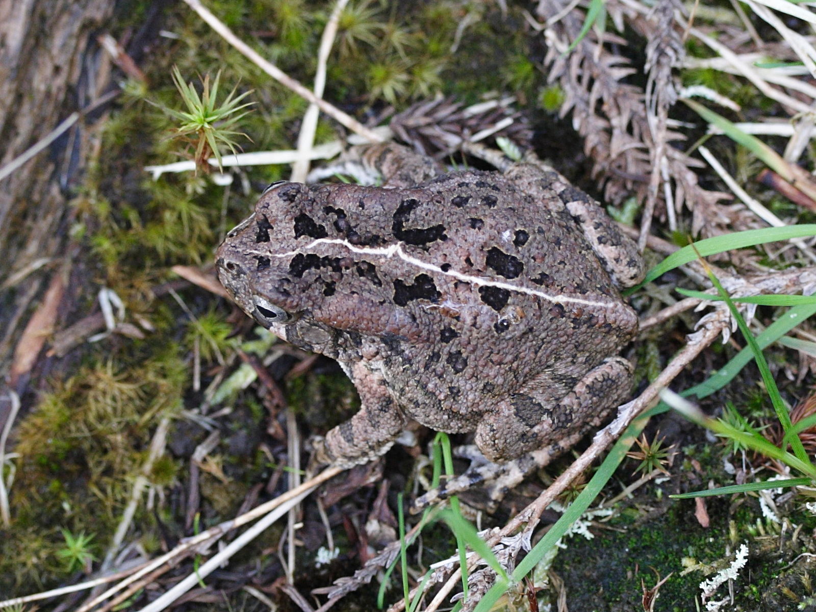 amietophrynus_gutturalis2md