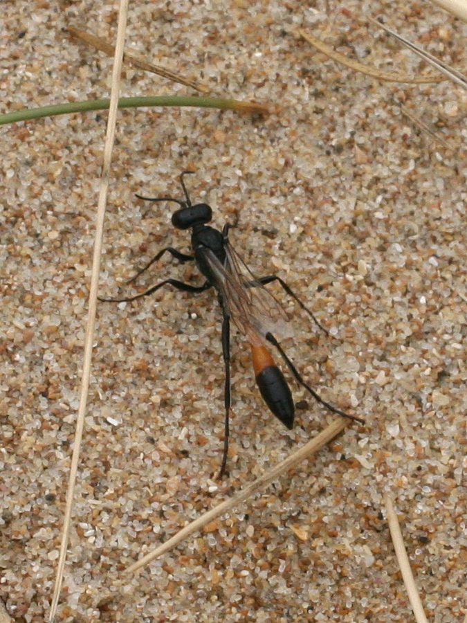 ammophila_sabulosa1md