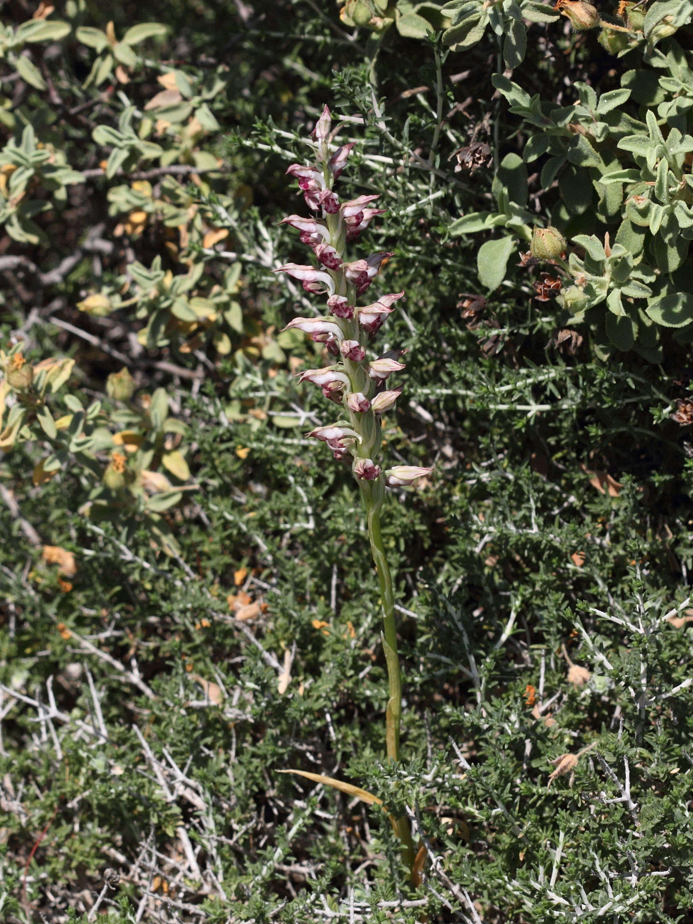 anacamptis_fragrans1bd