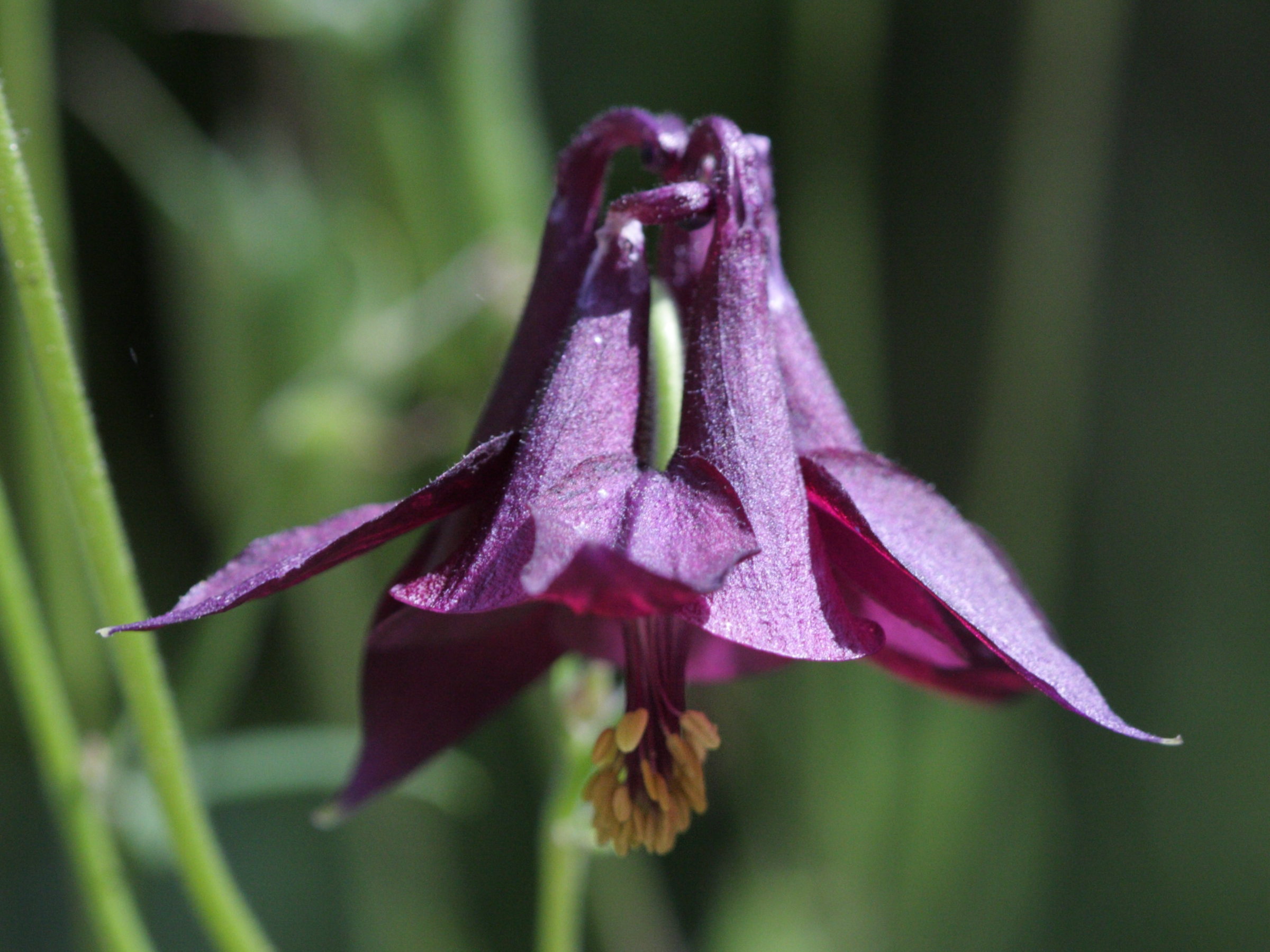 aquilegia_atrata2bd