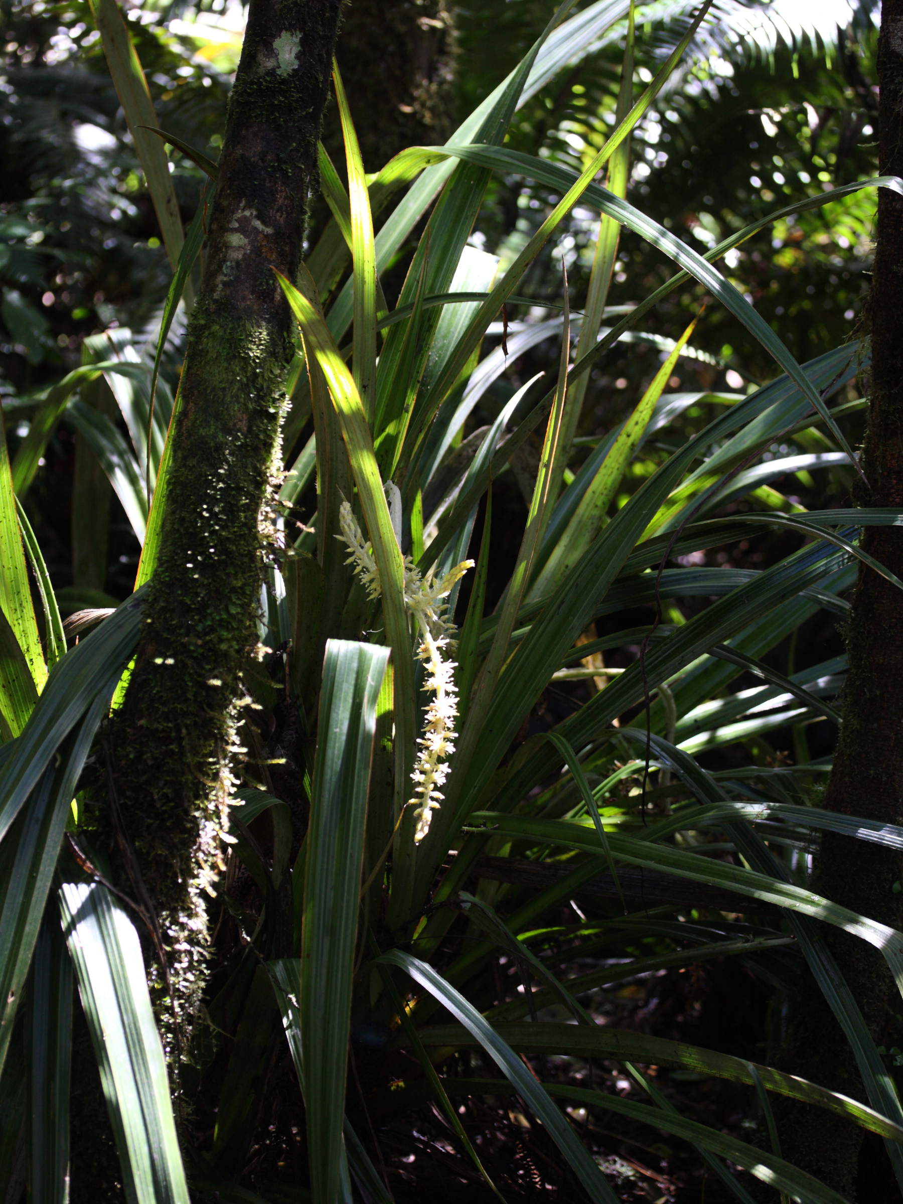 astelia_hemichrysa1md