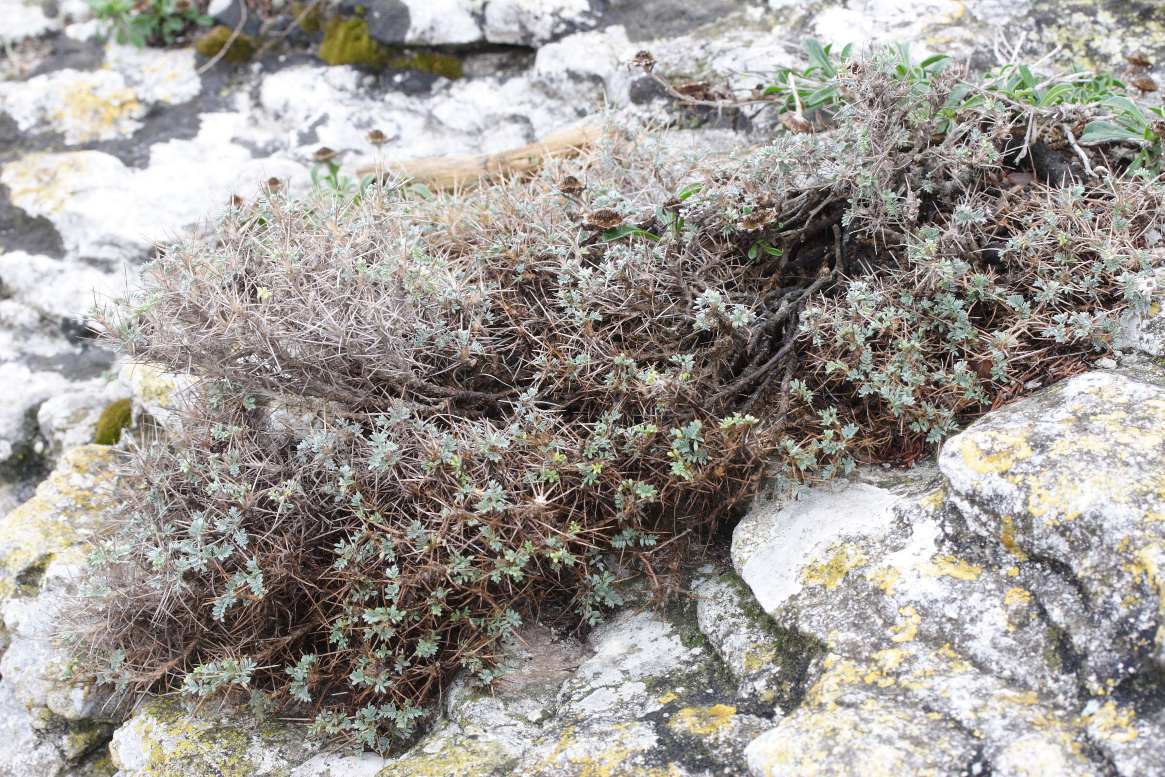 Afficher le média Astragalus_terracianoi Astragalus_terracianoi
