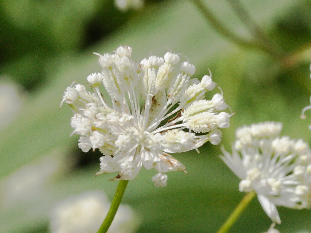 astrantia_minor2md