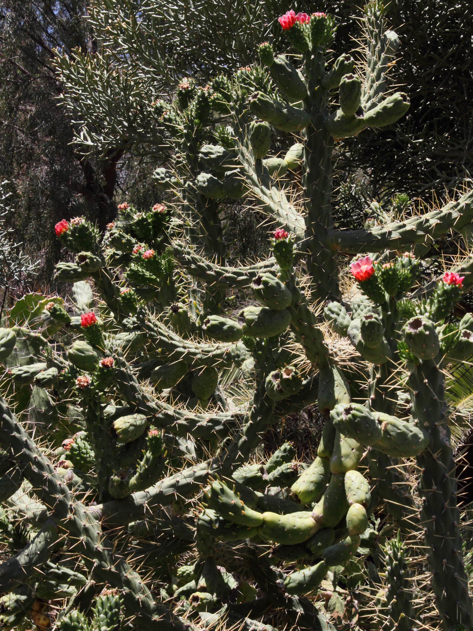 austrocylindropuntia_cylindrica4md
