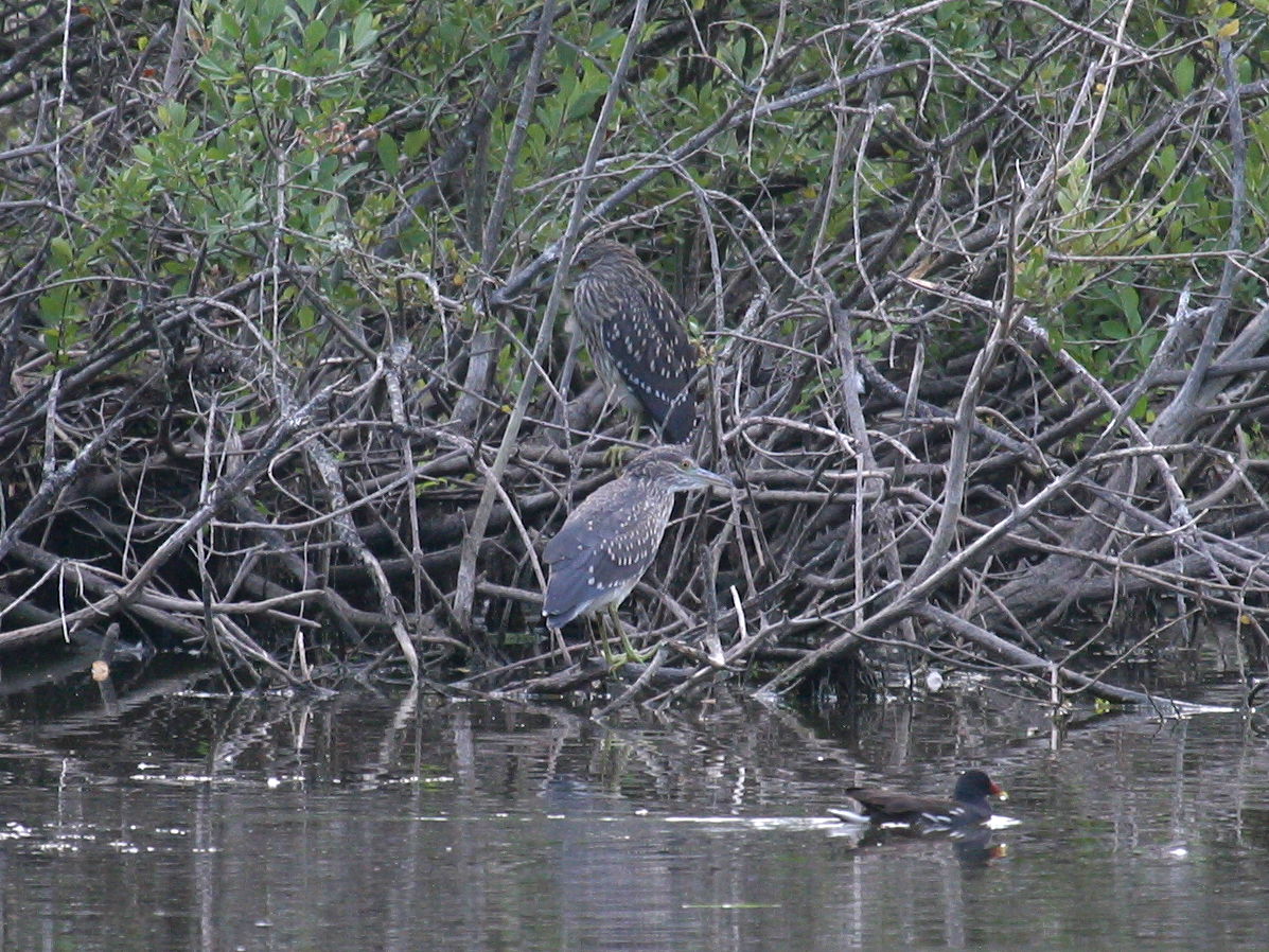 bihoreau_gris_-_nycticorax_nycticorax2bd