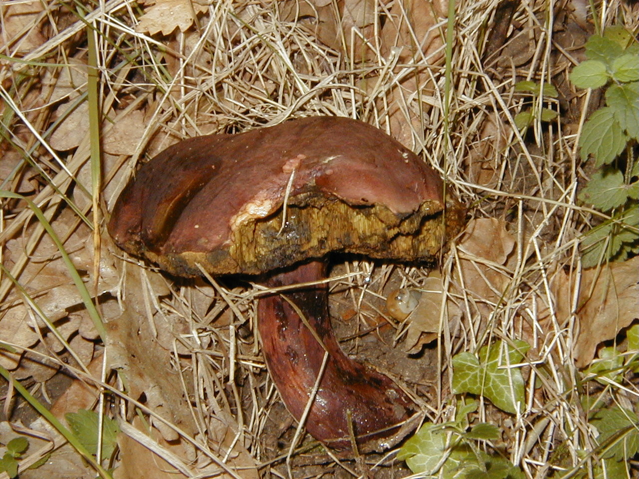boletus_erythropus1md