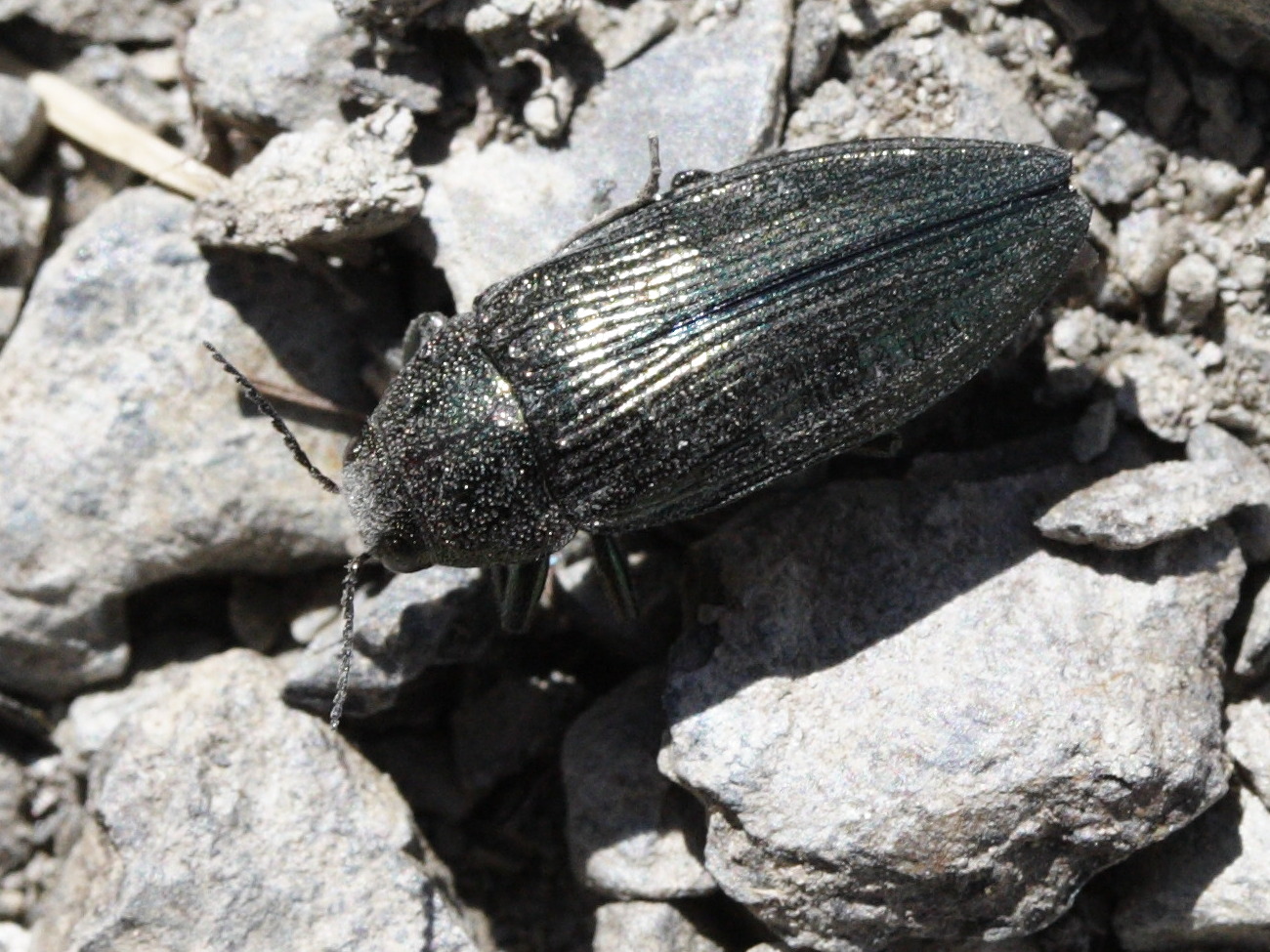 buprestis_rustica1md