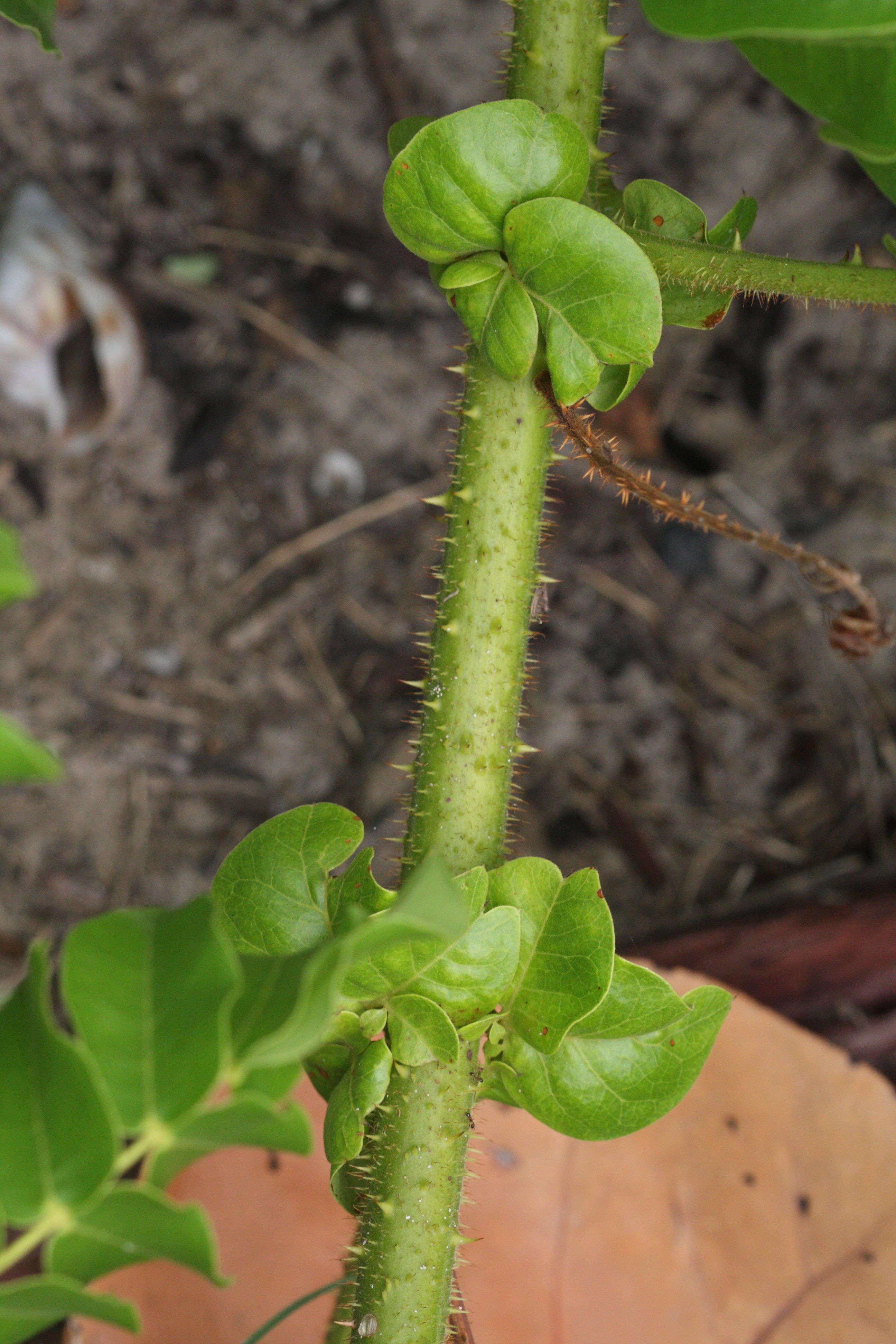 caesalpinia_bonduc2md