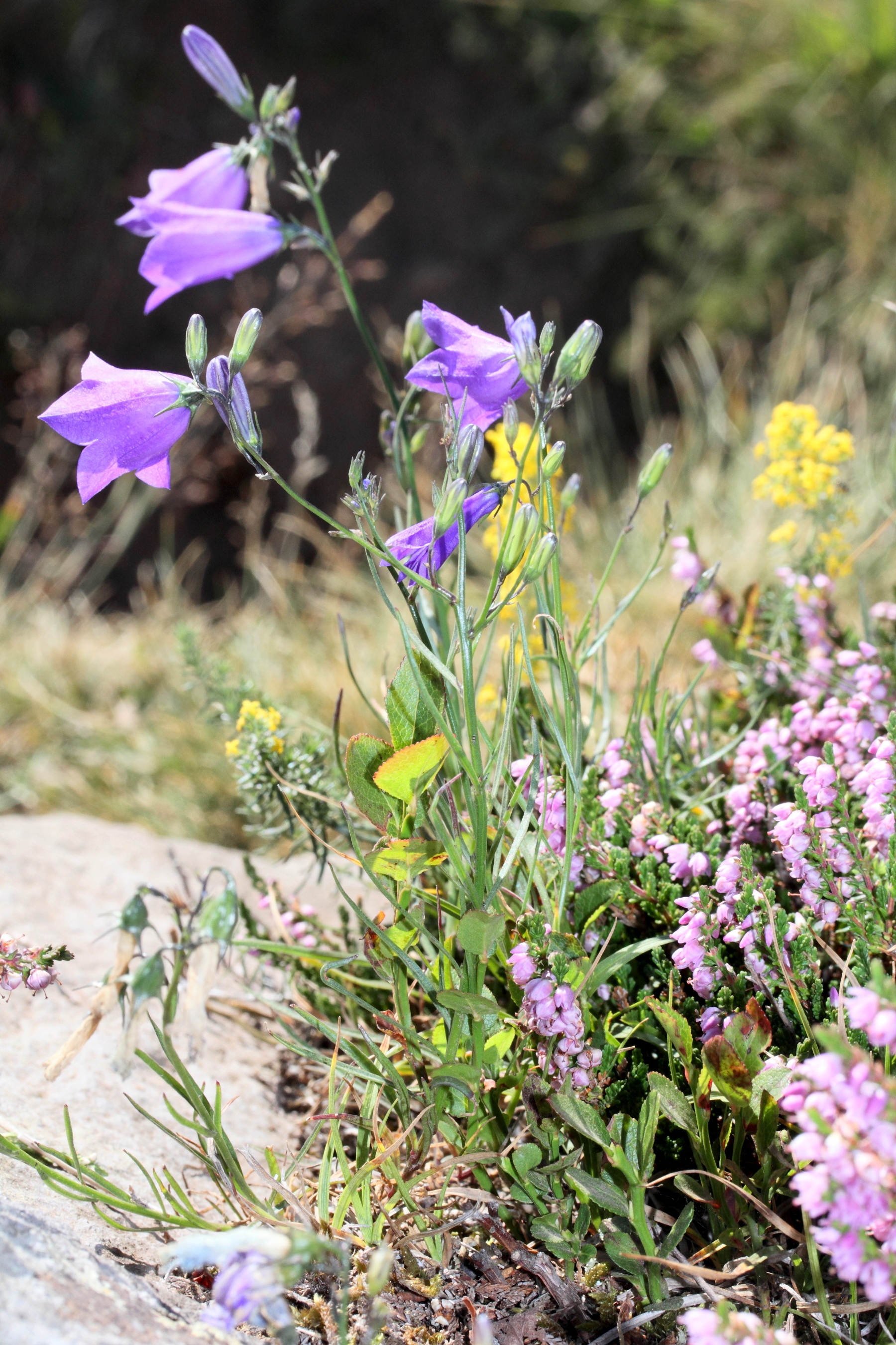 Afficher le média campanula_persicifolia6md campanula_persicifolia6md