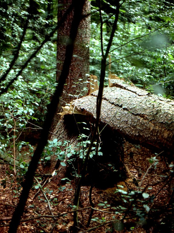 camponotus_herculeanus1md