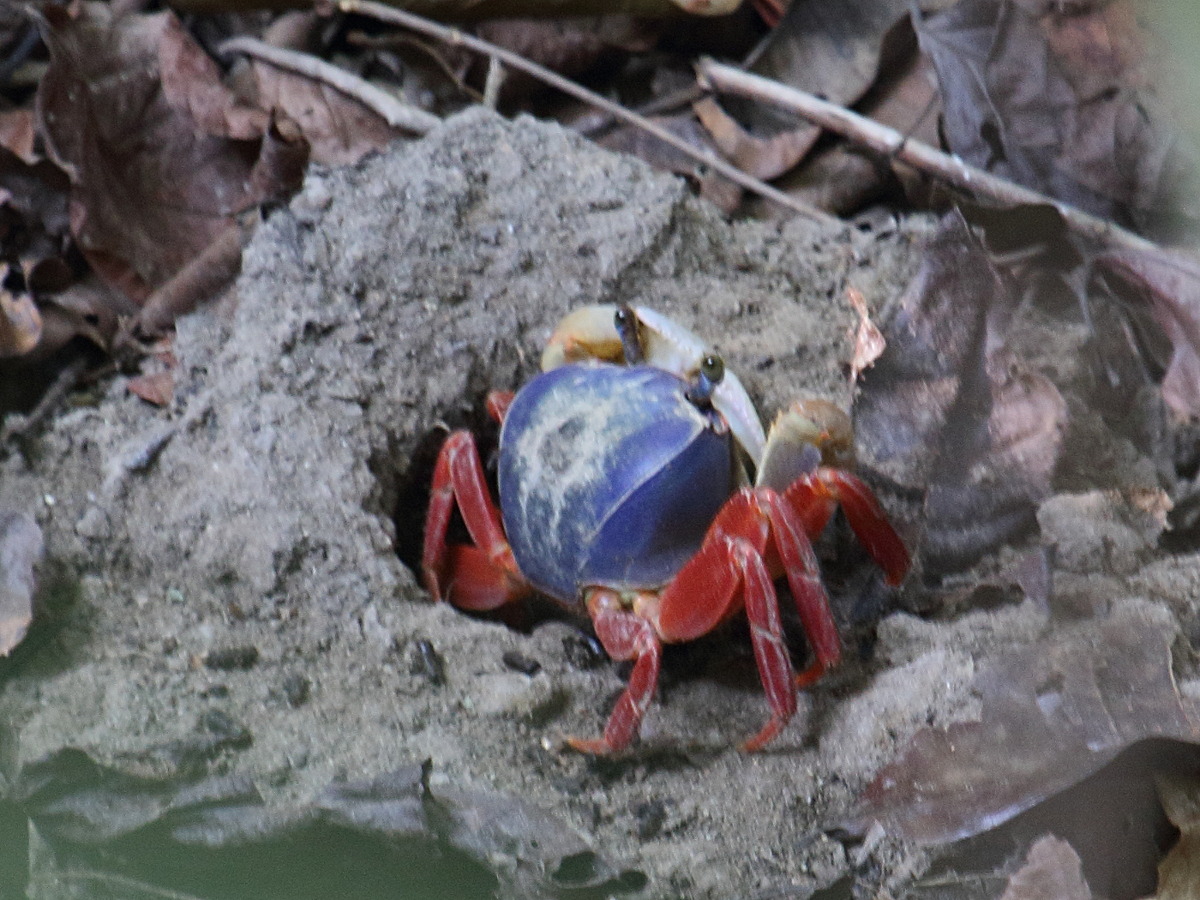 cardisoma_crassum1bd