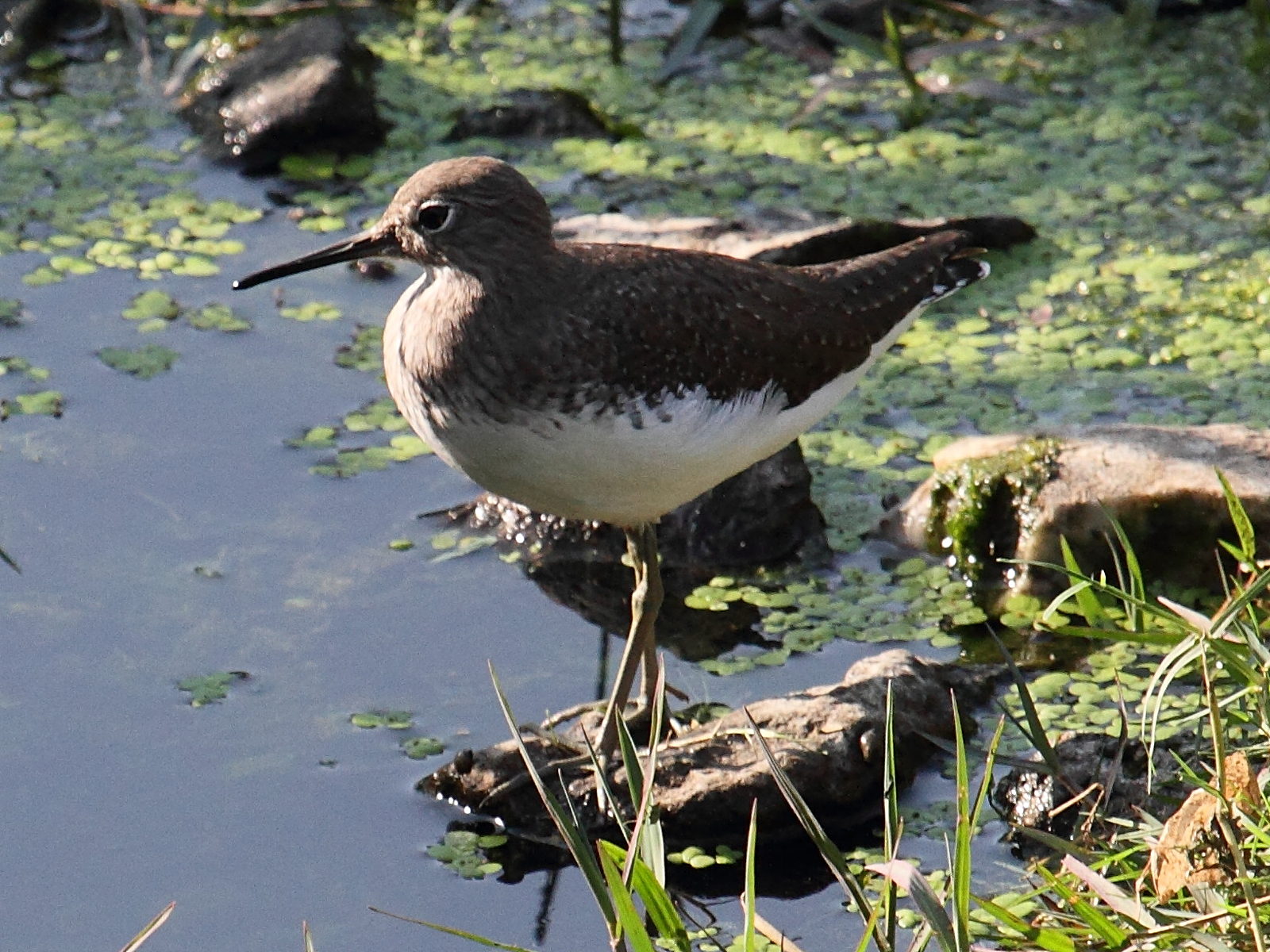 chevalier_culblanc_-_tringa_ochropus4bd