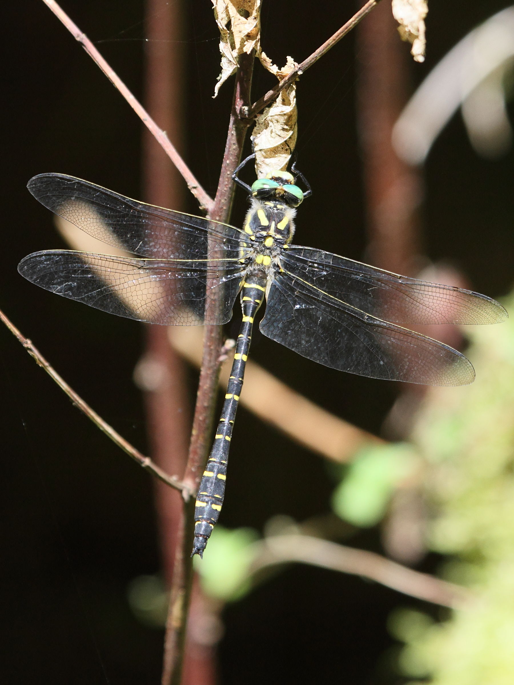 Afficher le média cordulegaster_boltonii1bbd cordulegaster_boltonii1bbd